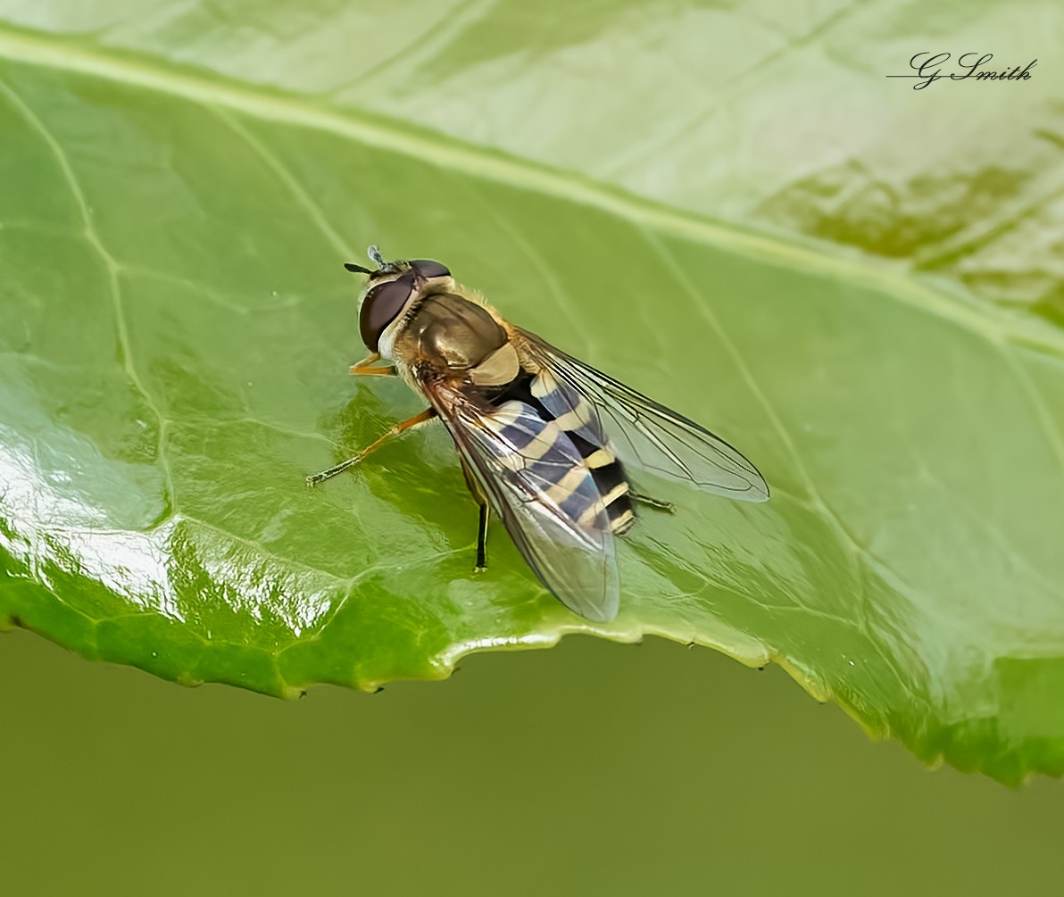 hoverfly 2022 .jpg