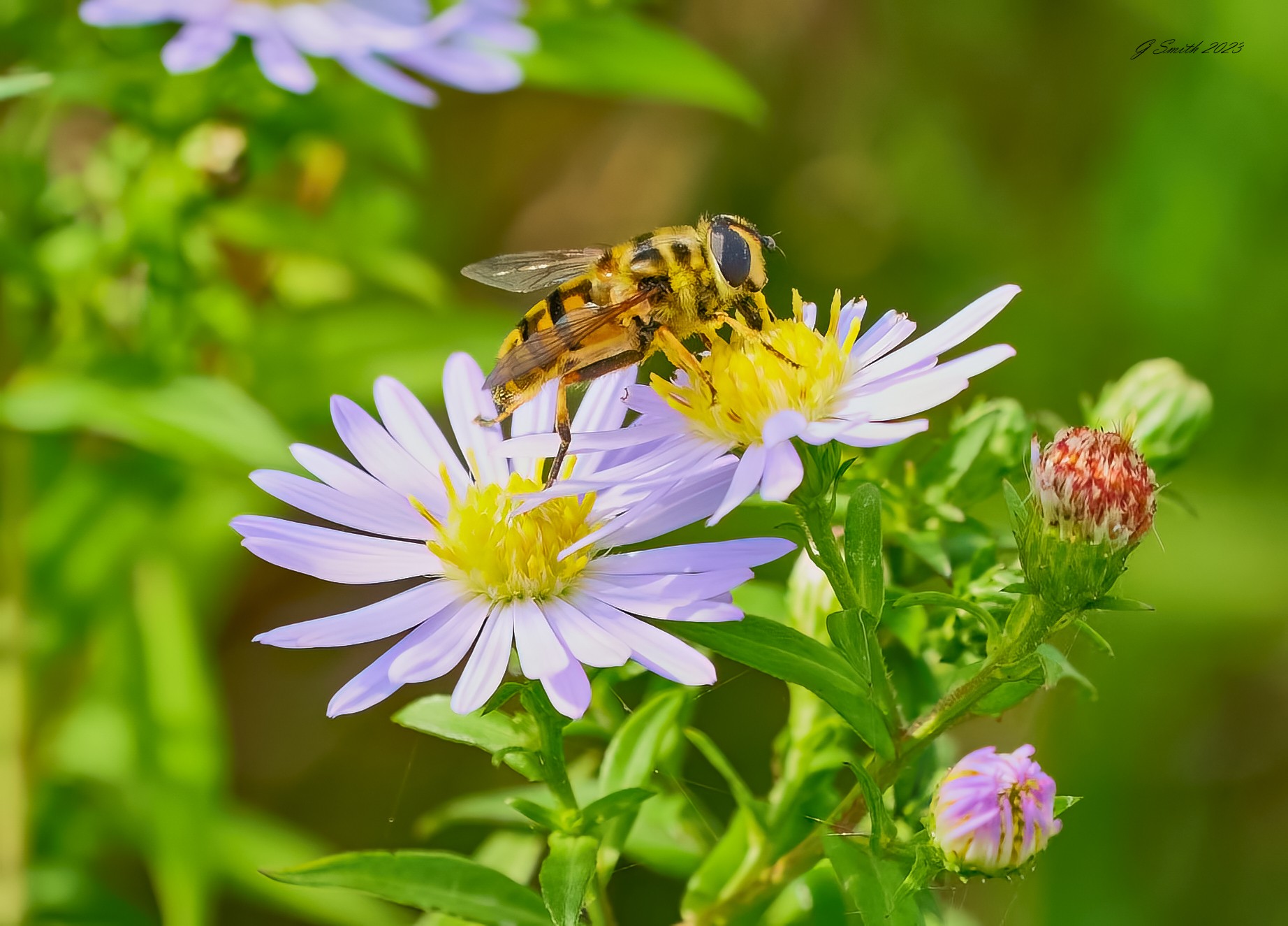 hoverfly 2023 2.jpg