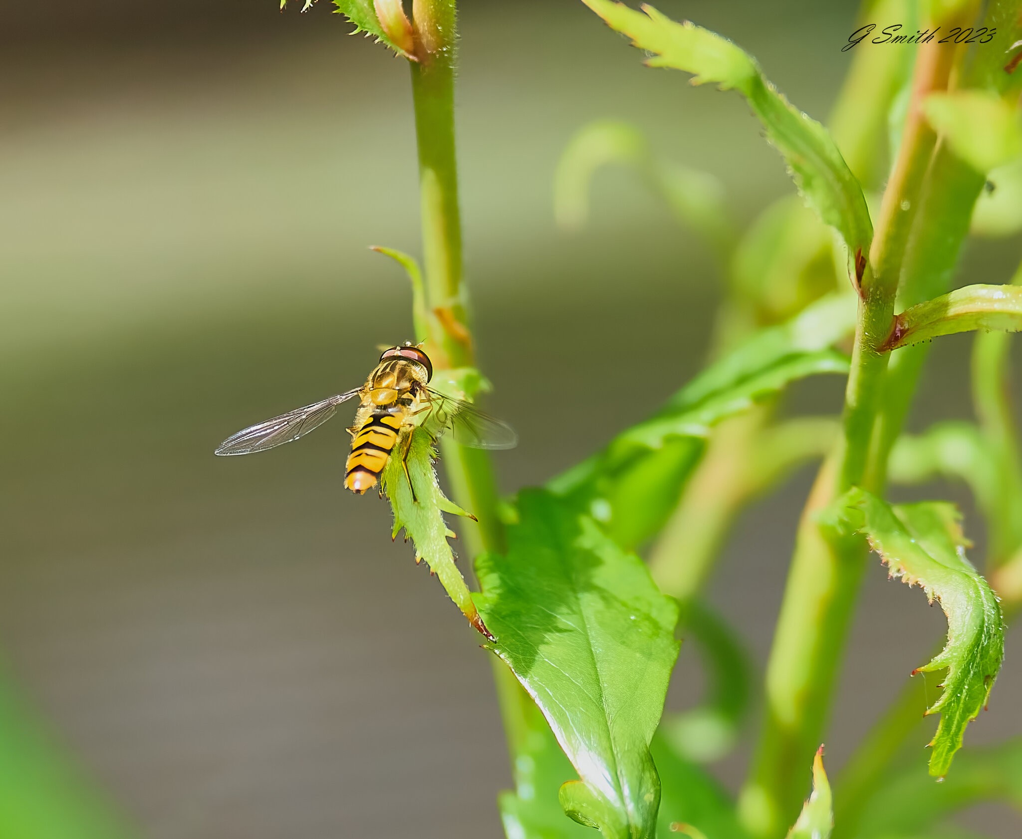 hoverfly 2023.jpg