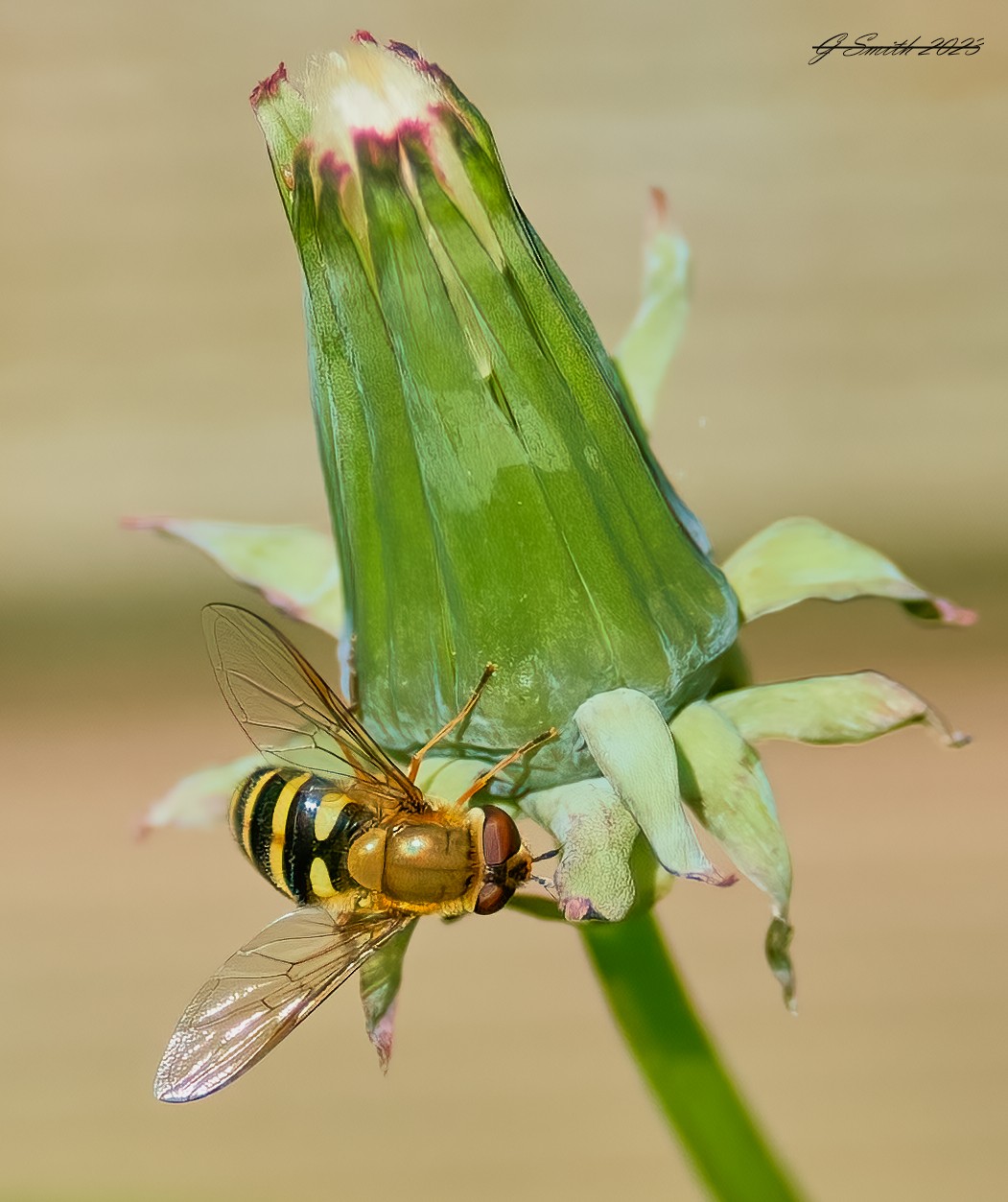 hoverfly 2023.jpg