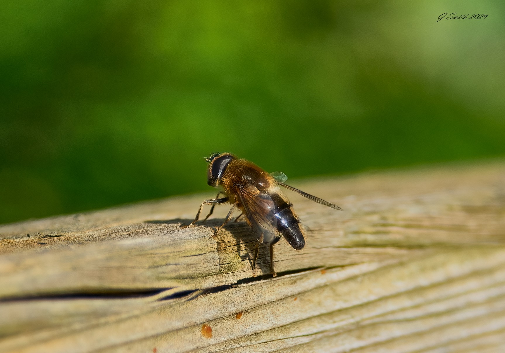 hoverfly 2024 1.jpg