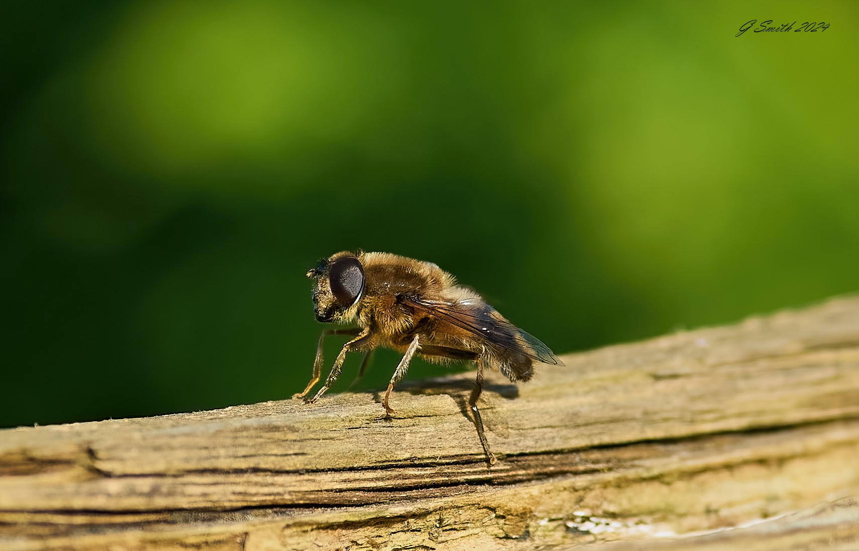 hoverfly 2024.jpg