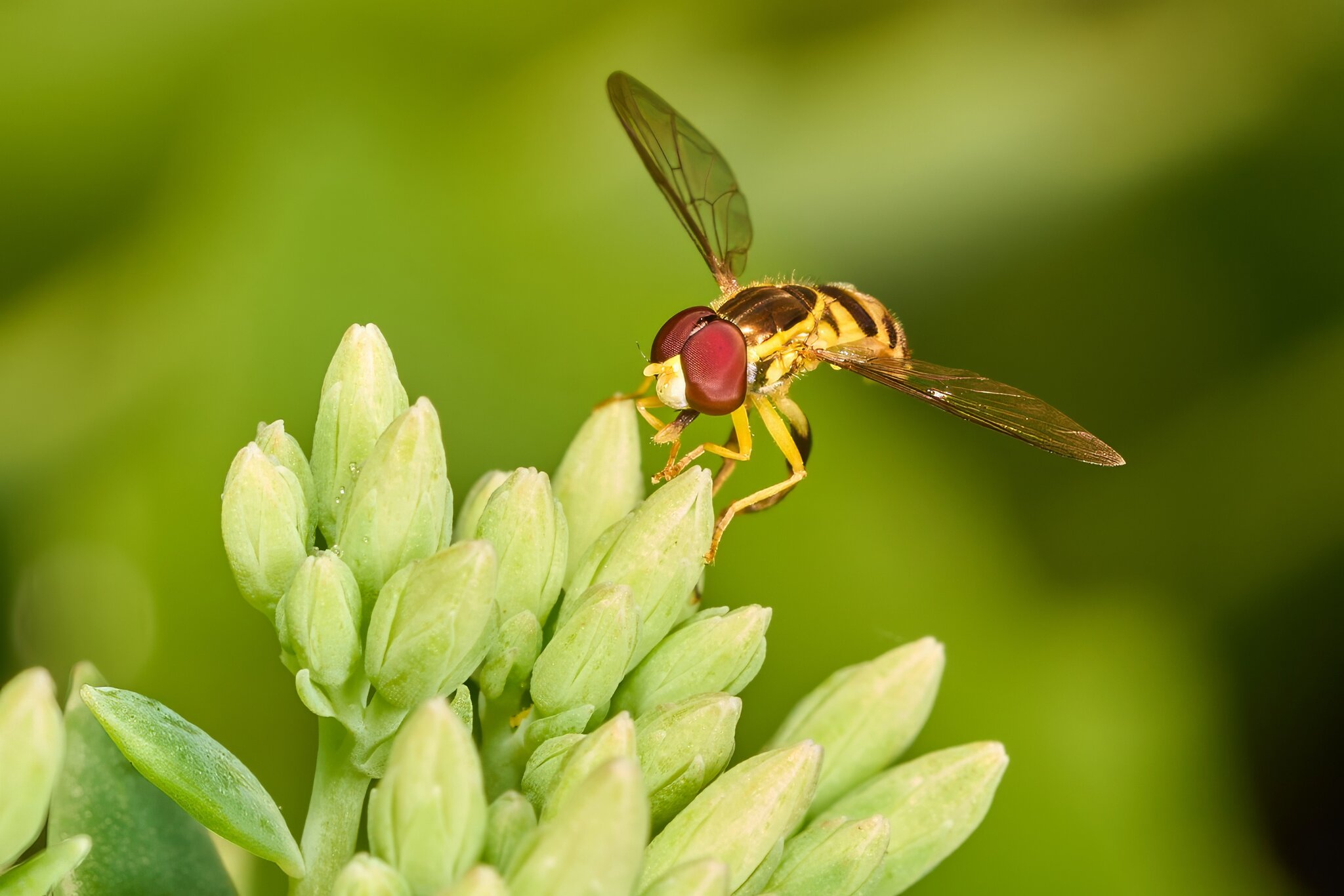Hoverfly - Home - 08022025 - 01 - DN.jpg
