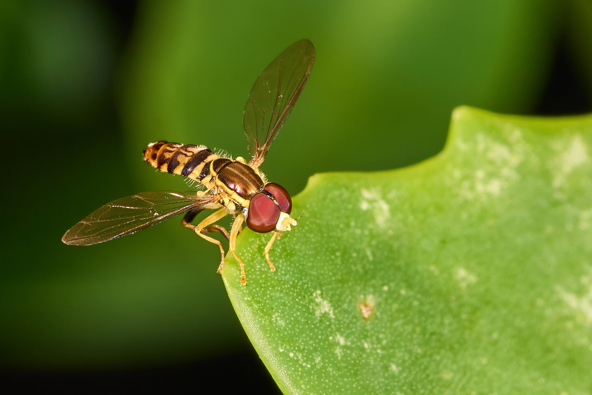 Hoverfly - Home - 08022025 - 09 - DN.jpg