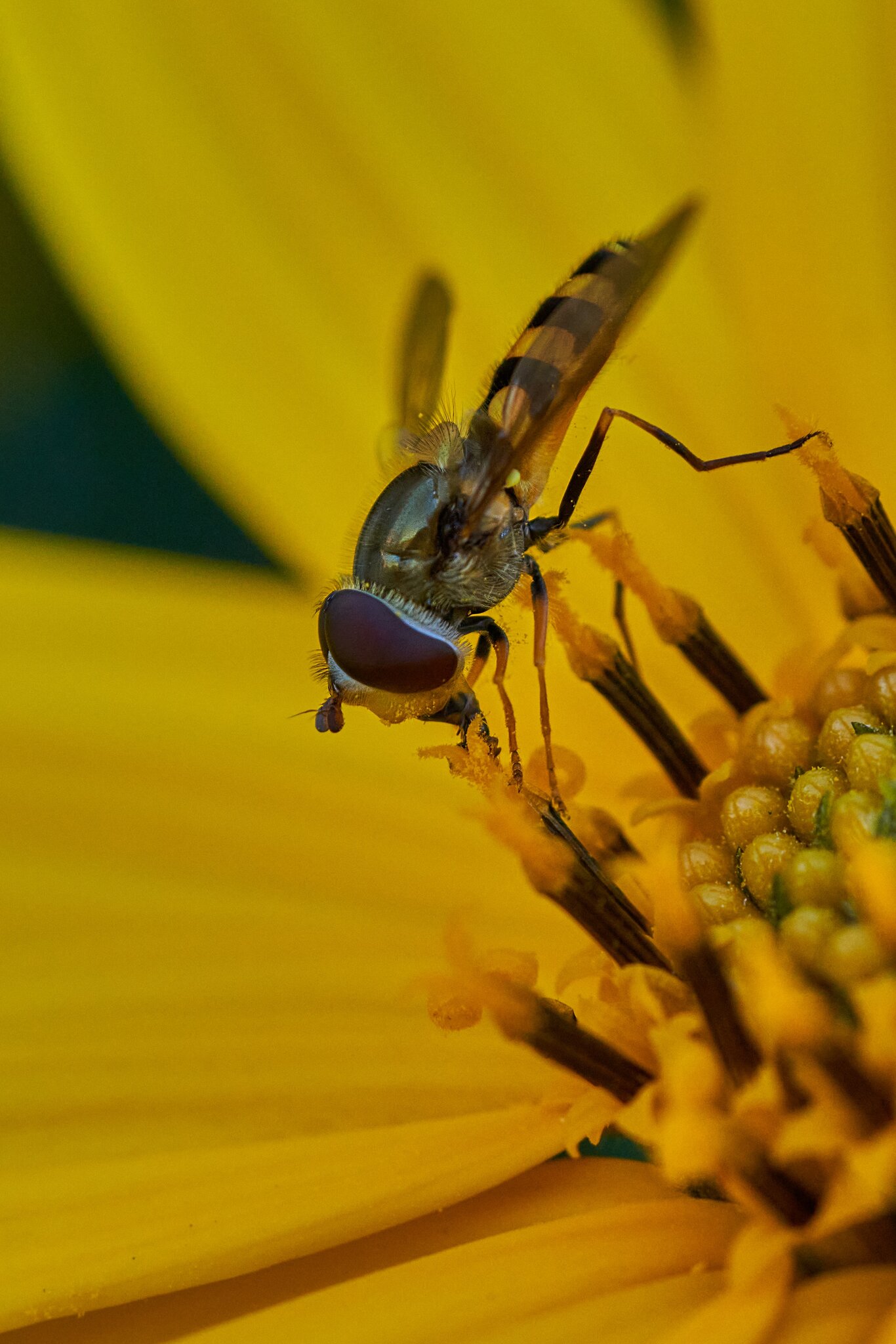 Hoverfly - Home - 10032023 - 03- DN.jpg