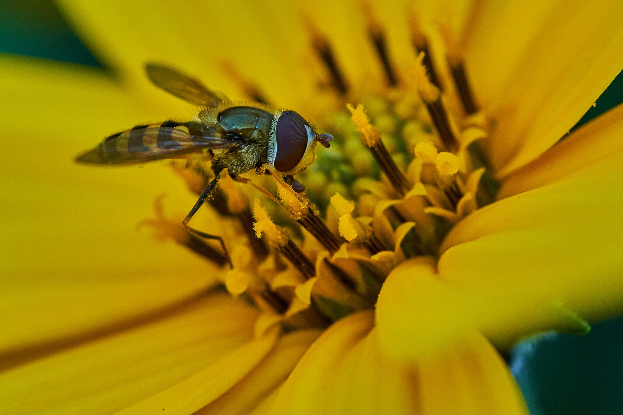 Hoverfly - Home - 10032023 - 07- DN.jpg