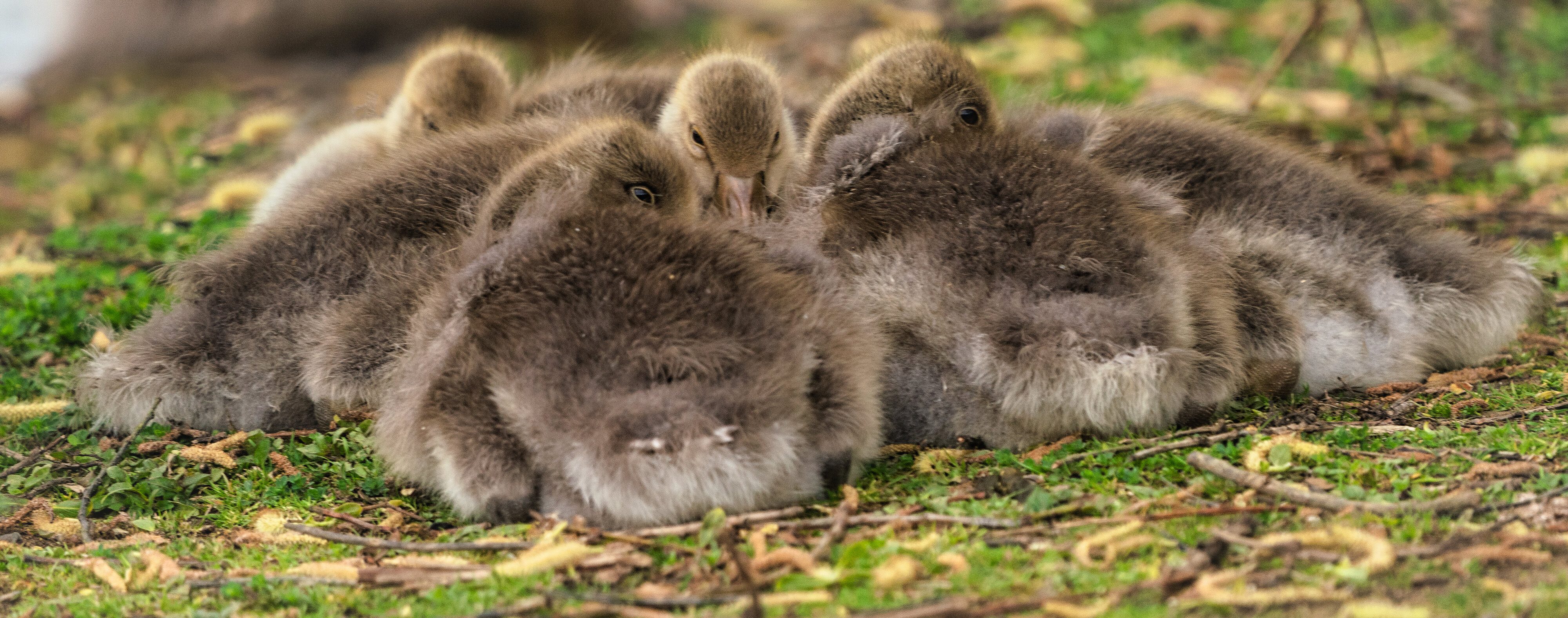 Huddle