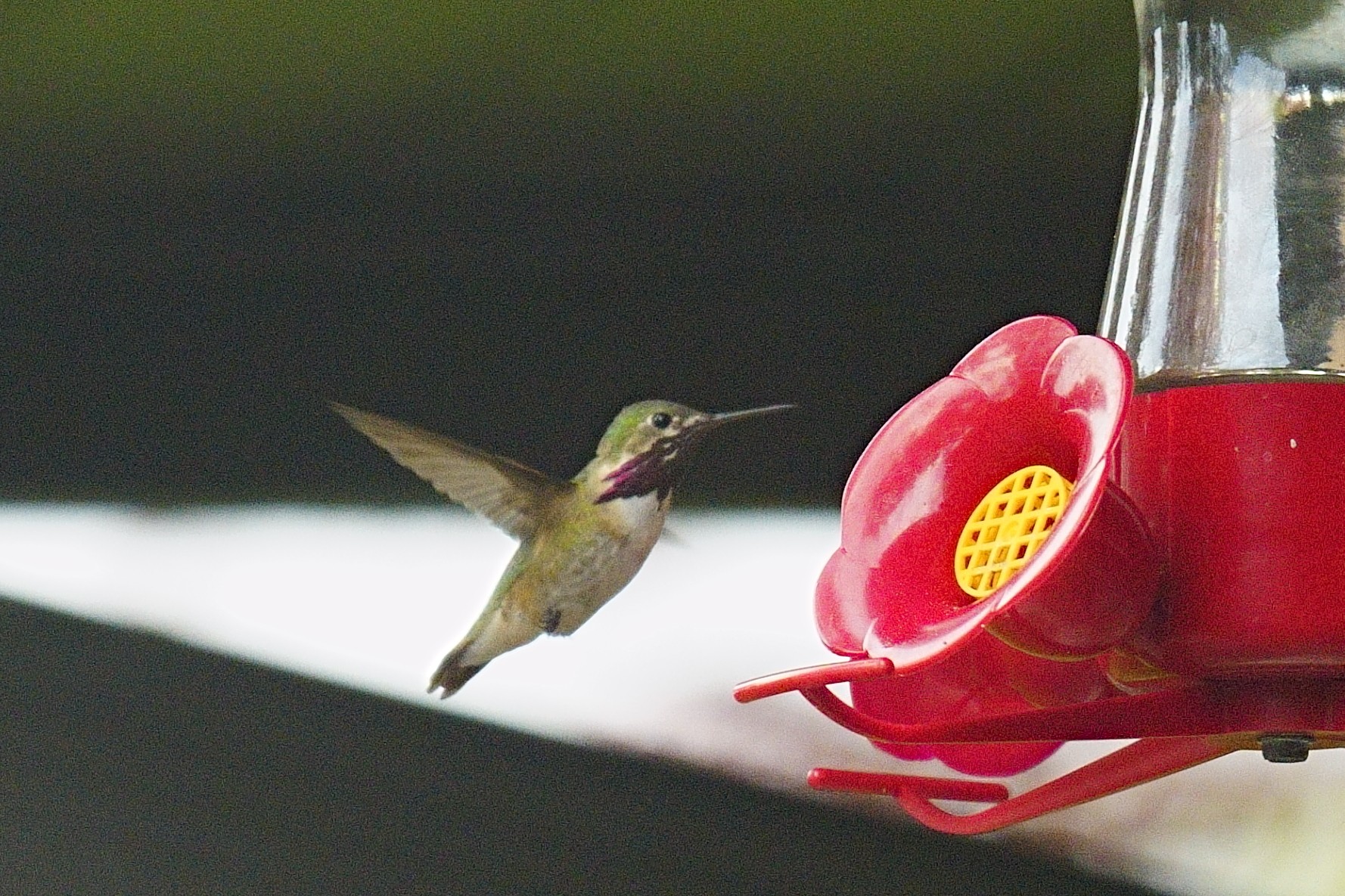 Hummer1.JPG