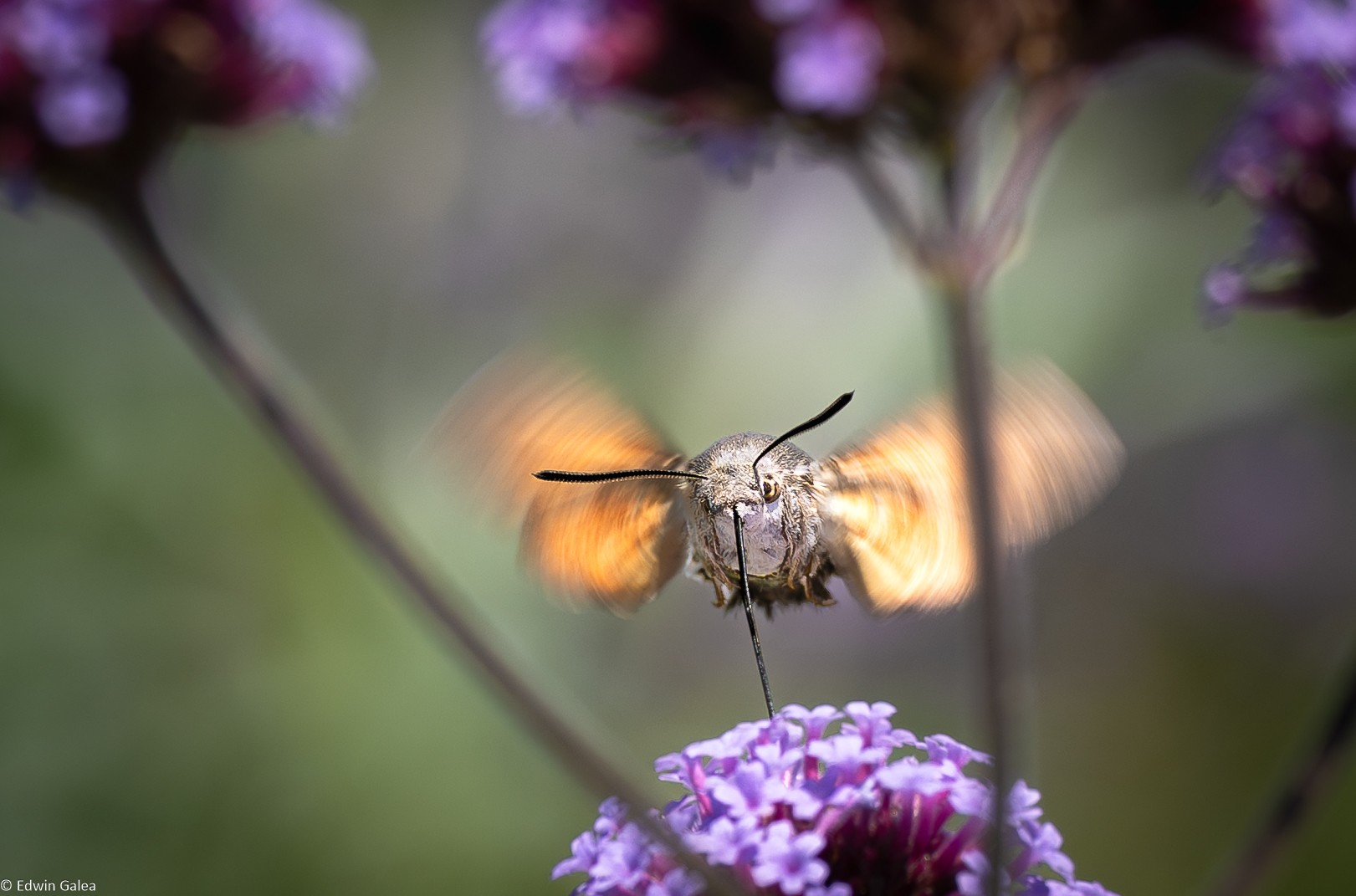 hummingbird moth-1.jpg