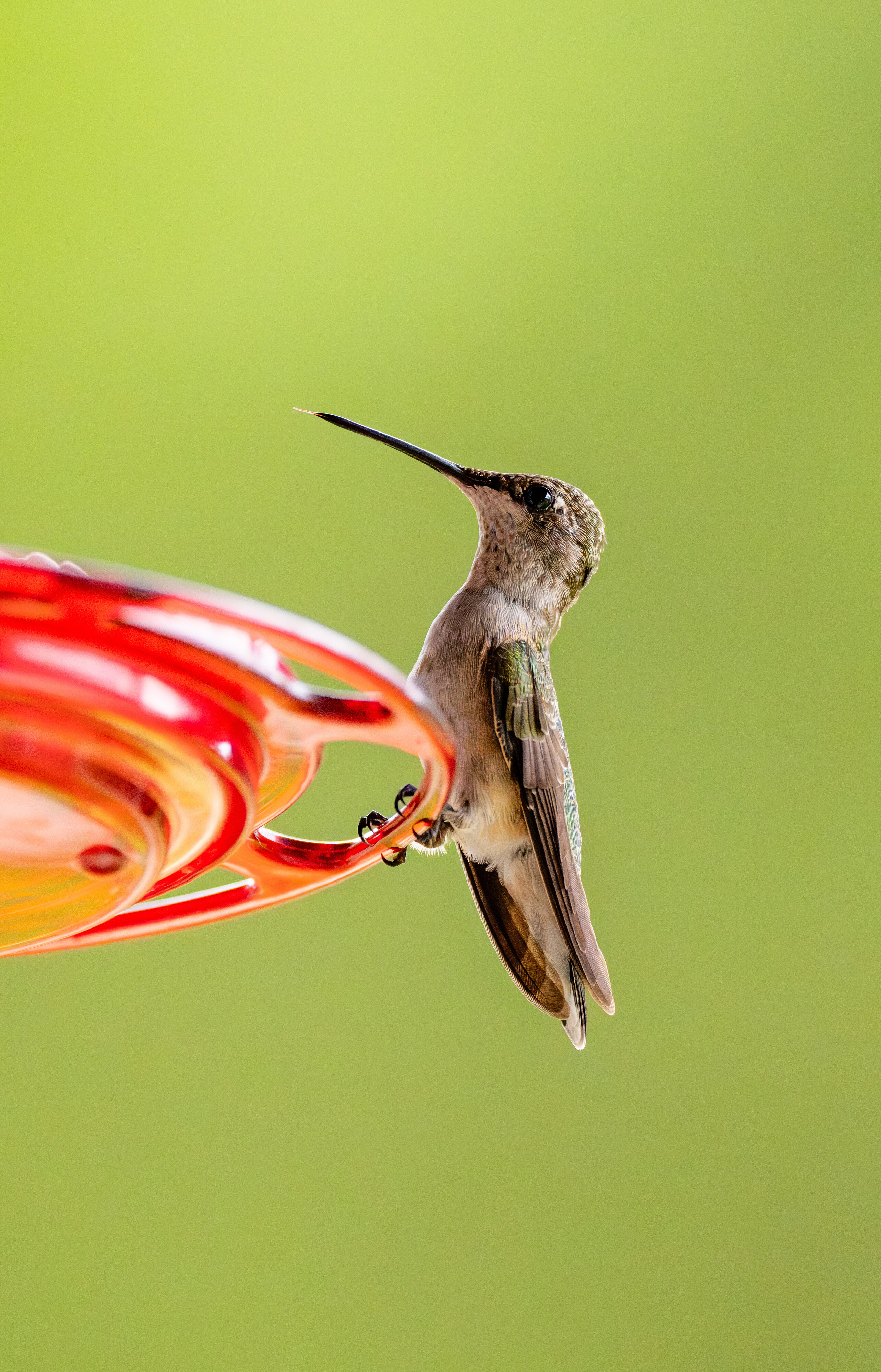 Hummingbird