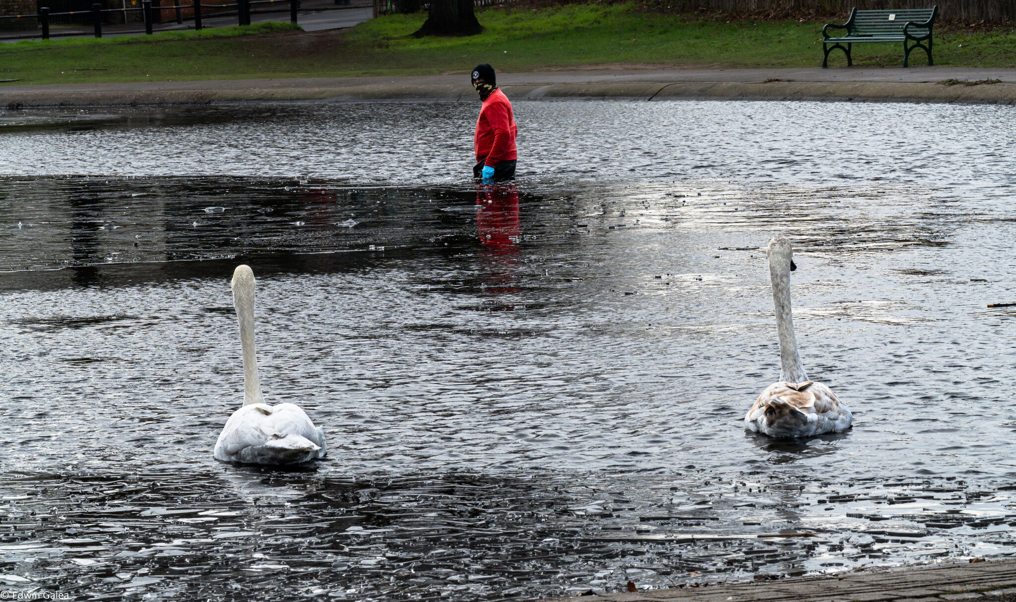 iceman and swans-4.jpg