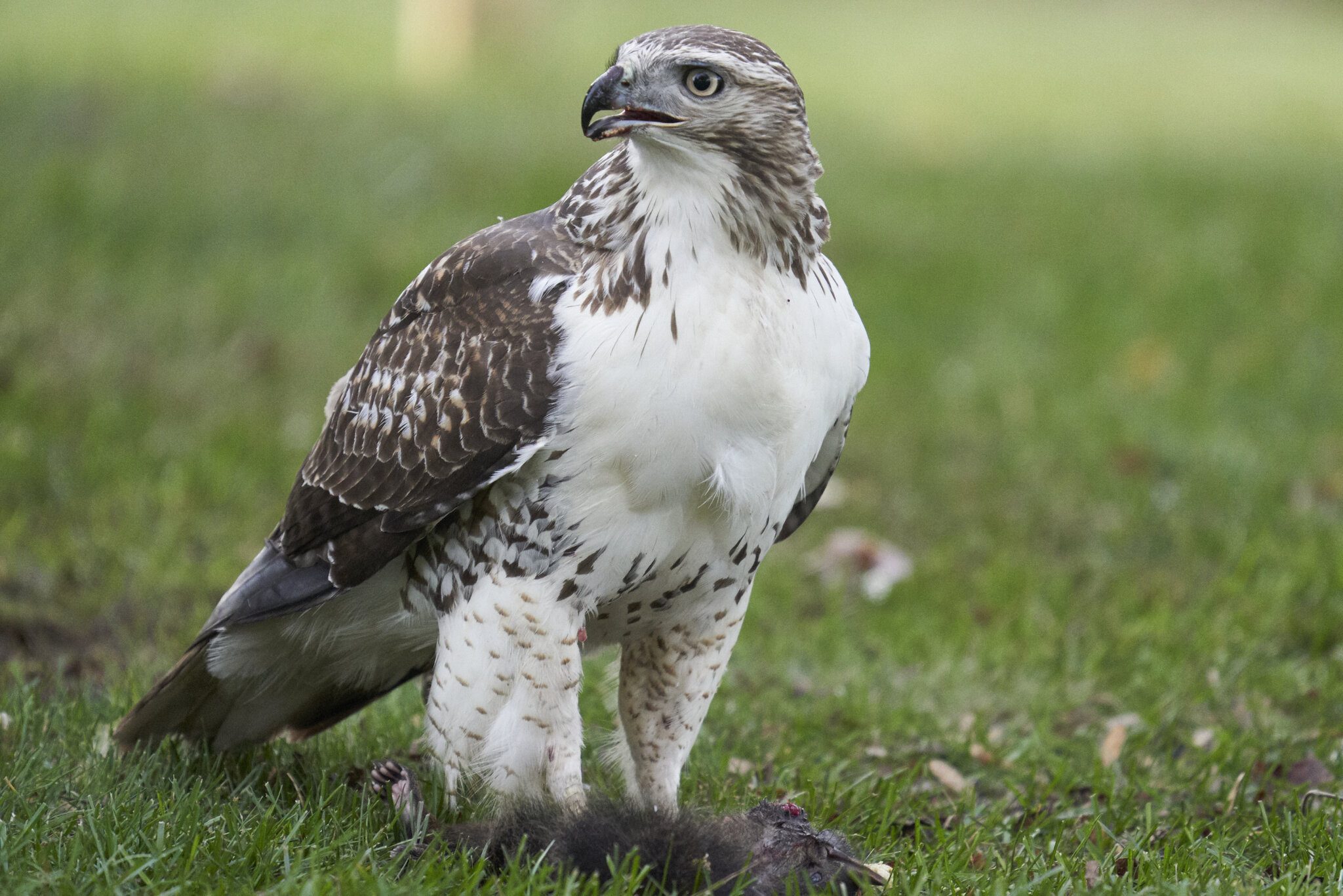 img-red-tailed-hawk-large-00009-Nov 08 2019.jpg