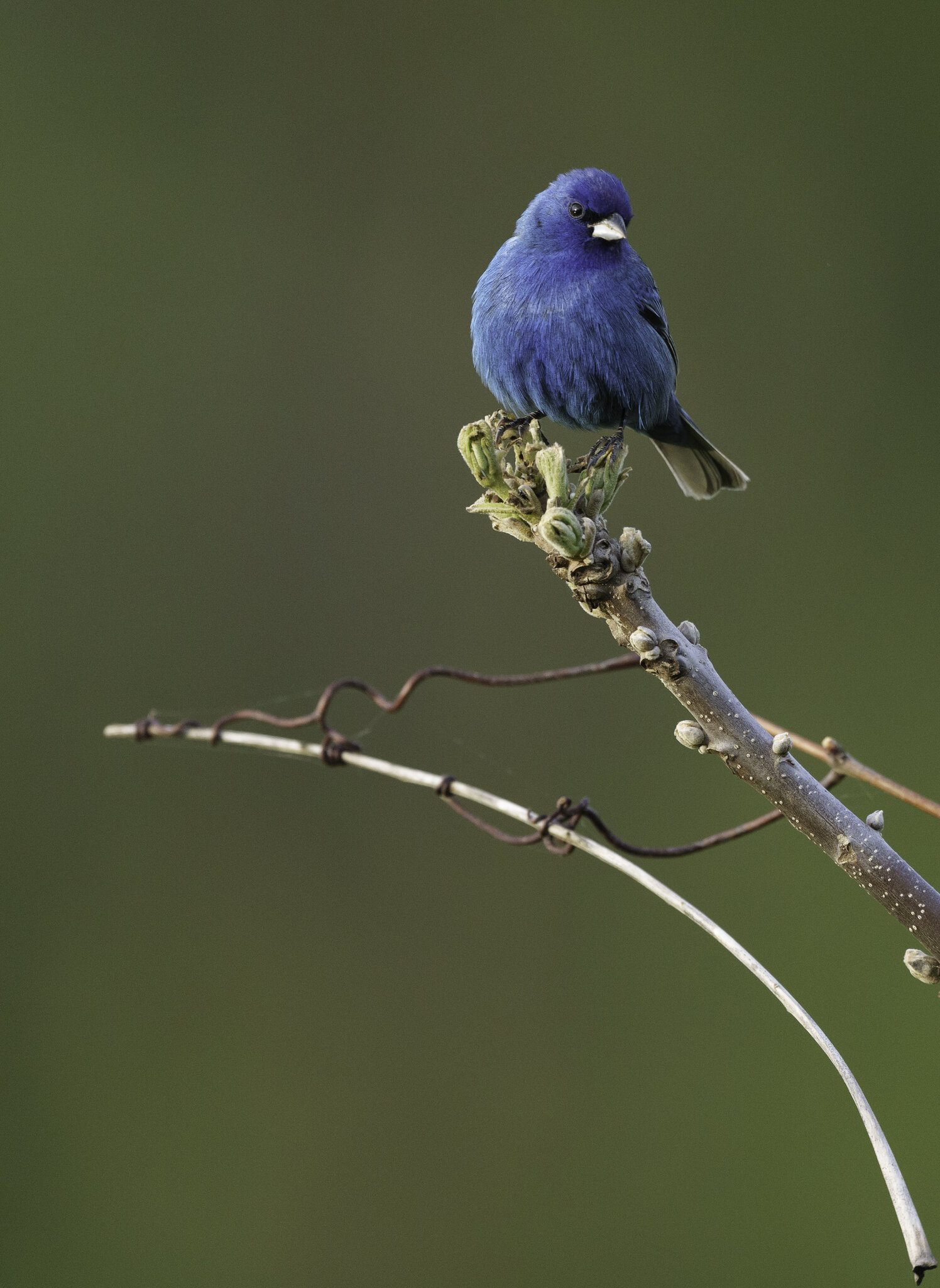 Indigo Bunting.jpg