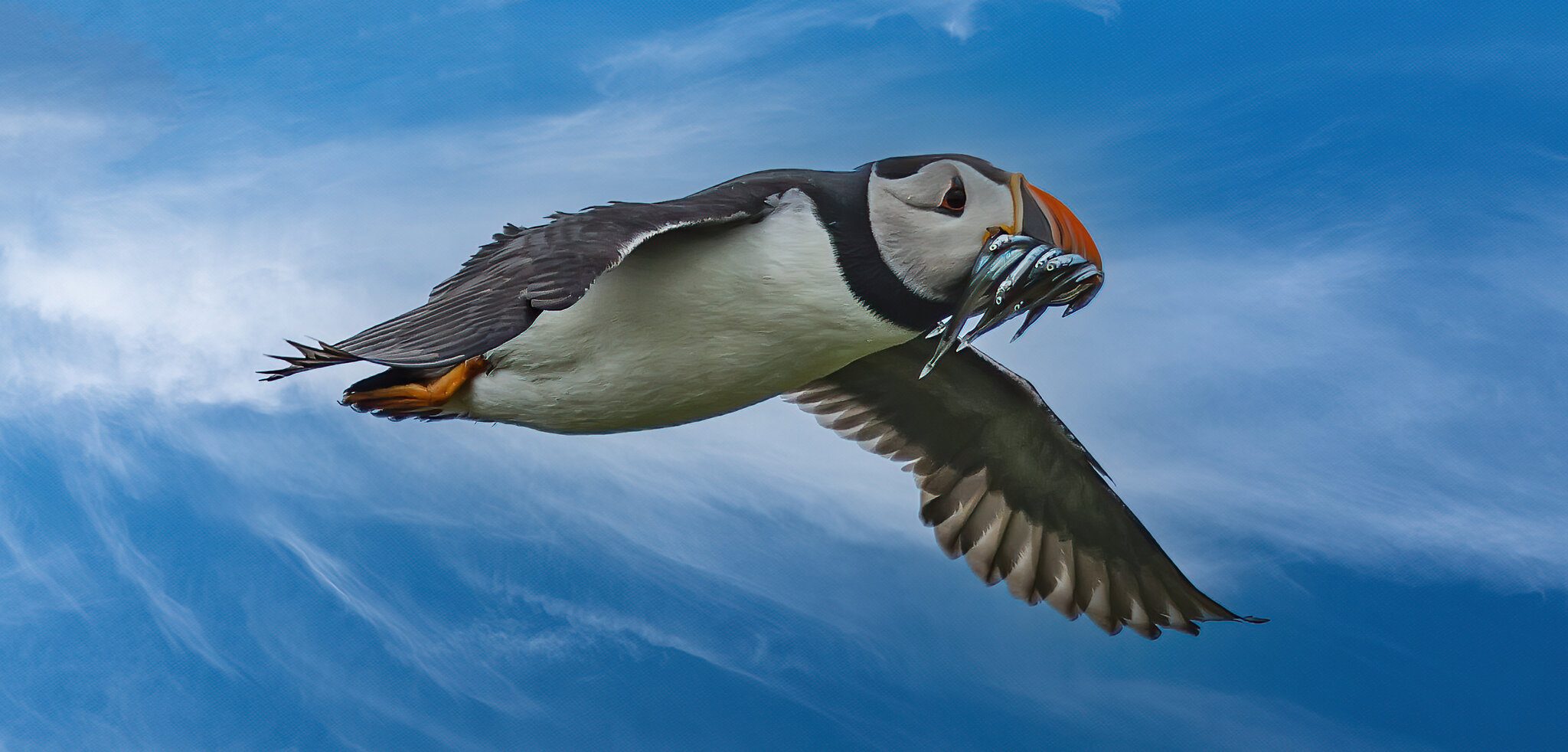 Isle Of May Puffin + SR.jpg