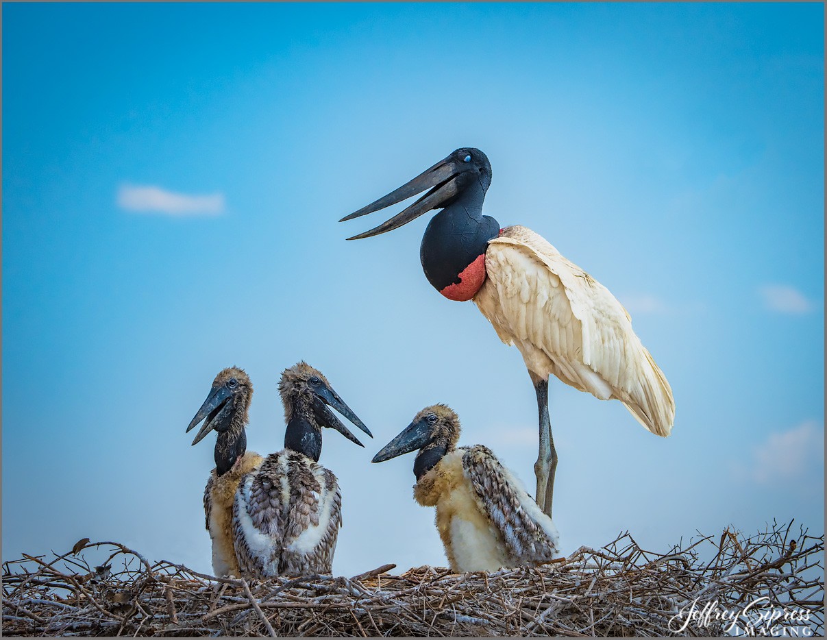 jabiru1.jpg