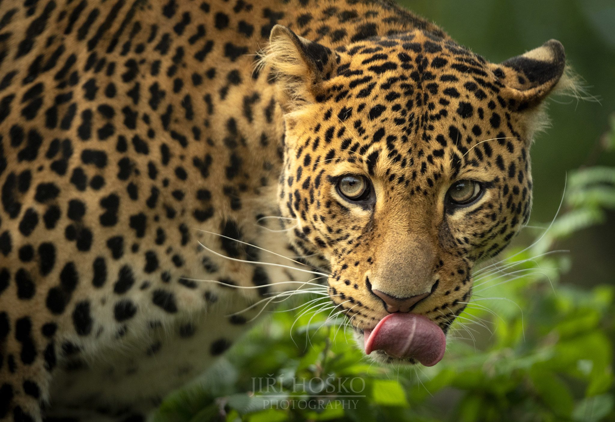 Javan leopard