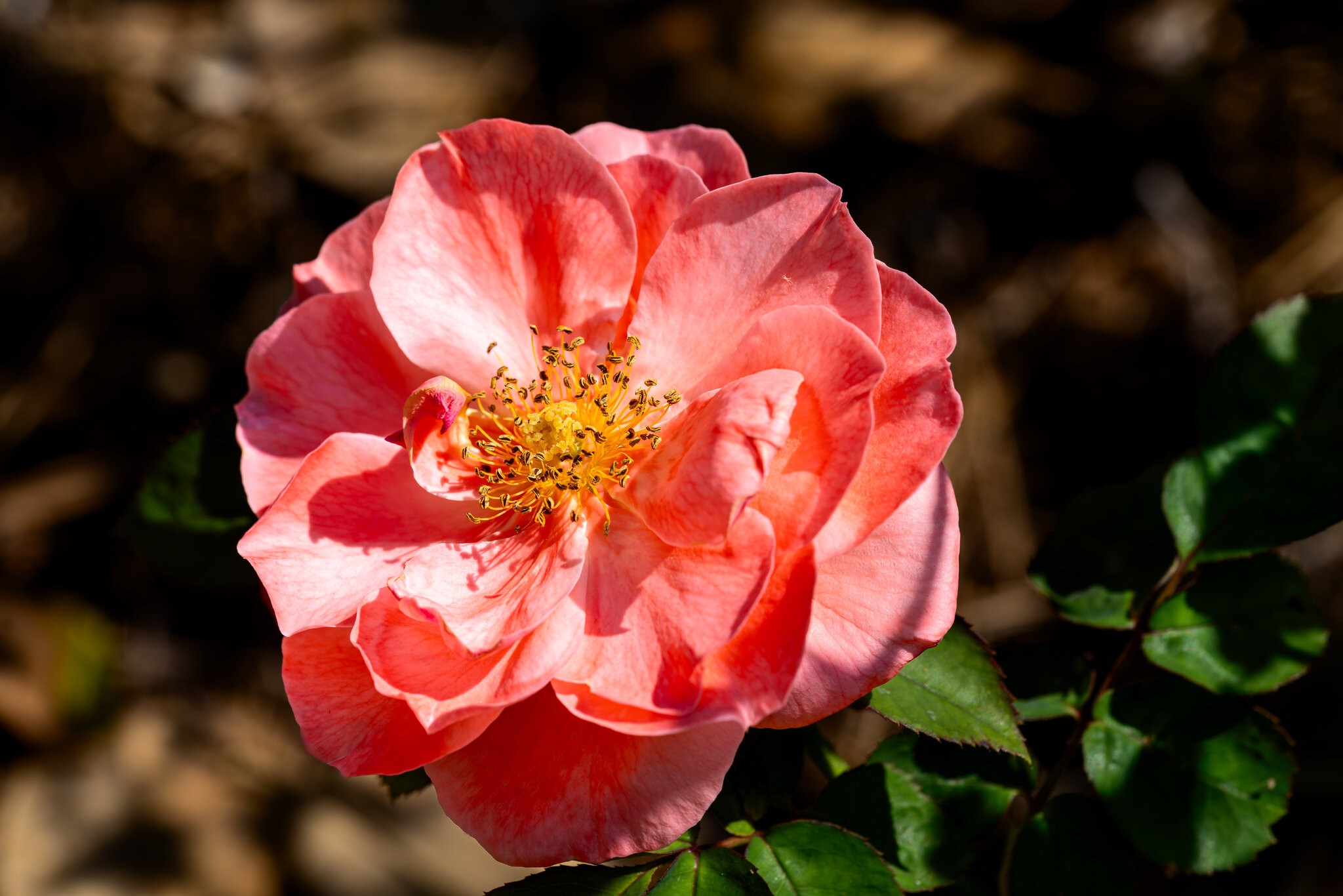JRV02901-ARW.jpg