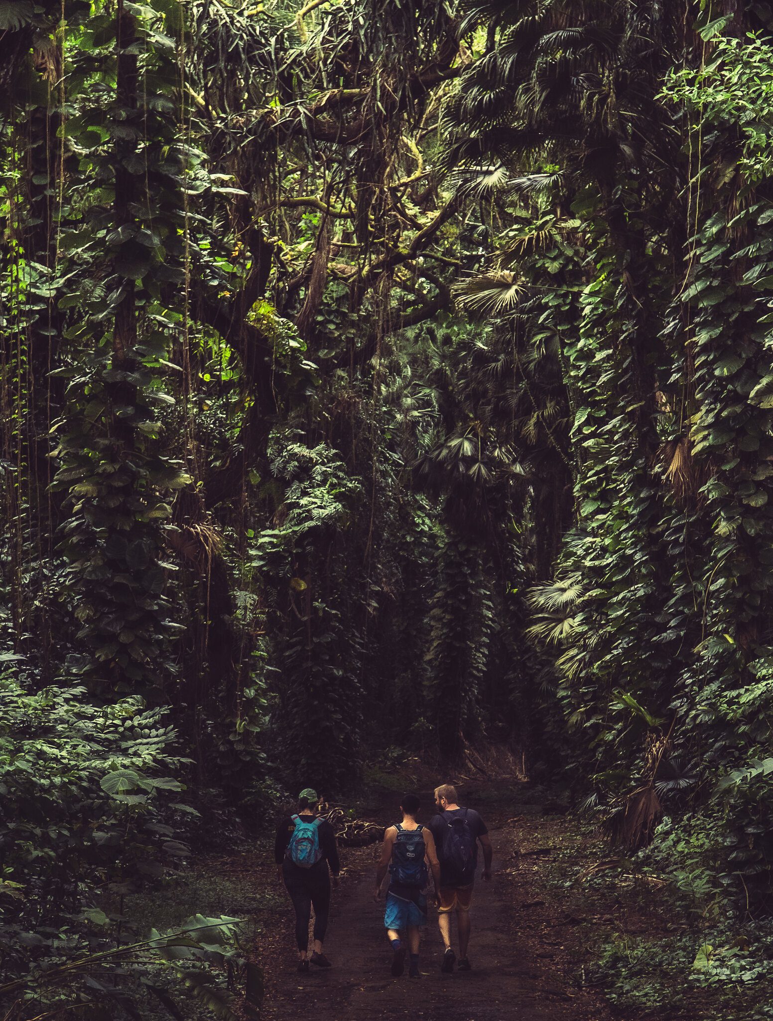 Jungle trekking