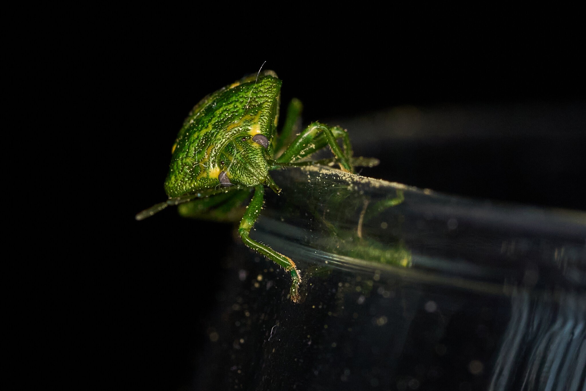 Juniper Stink Bug - Claymont - 04162026 - 03.jpg