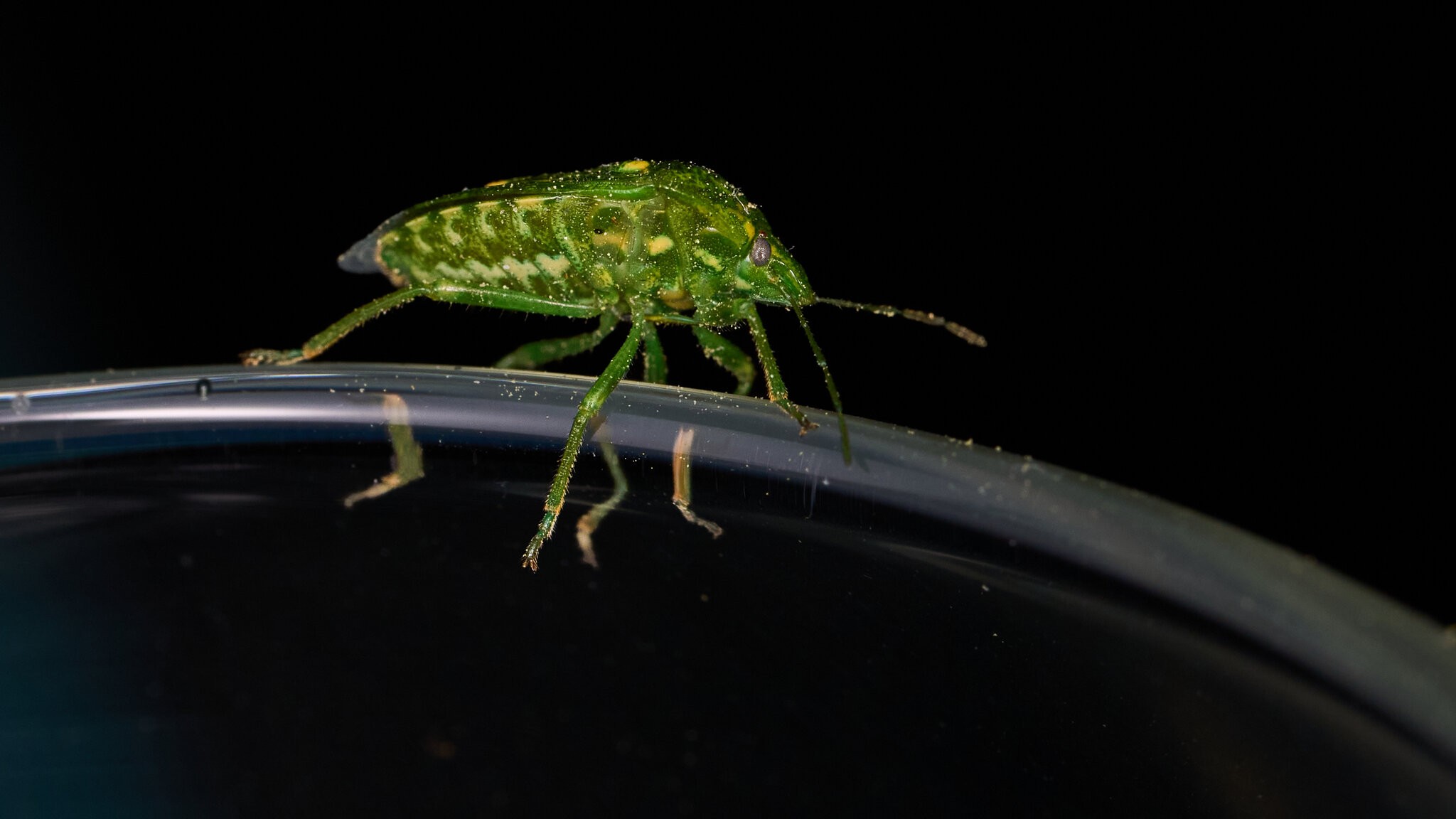 Juniper Stink Bug - Claymont - 04162026 - 05.jpg