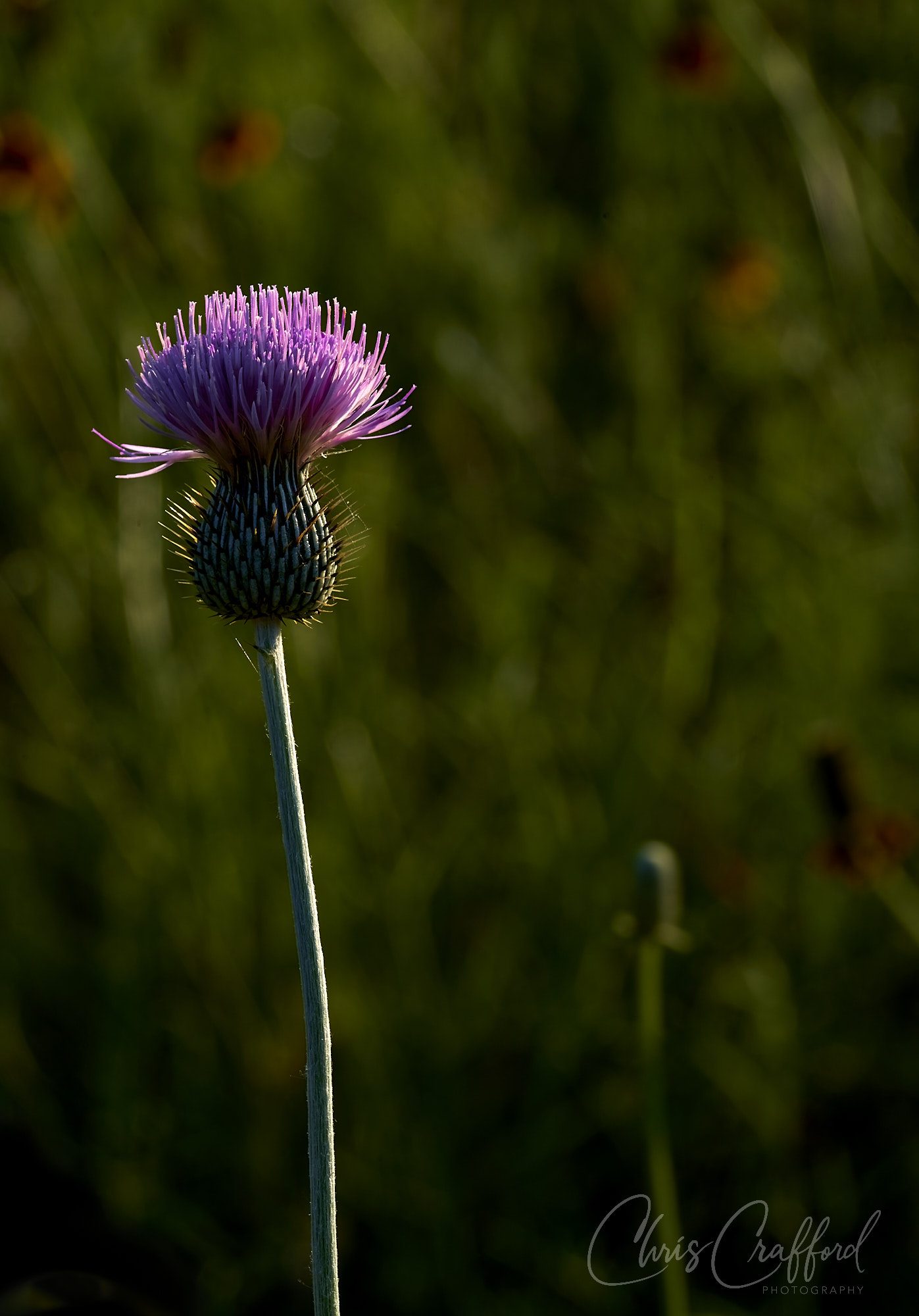 Just a simple thistle