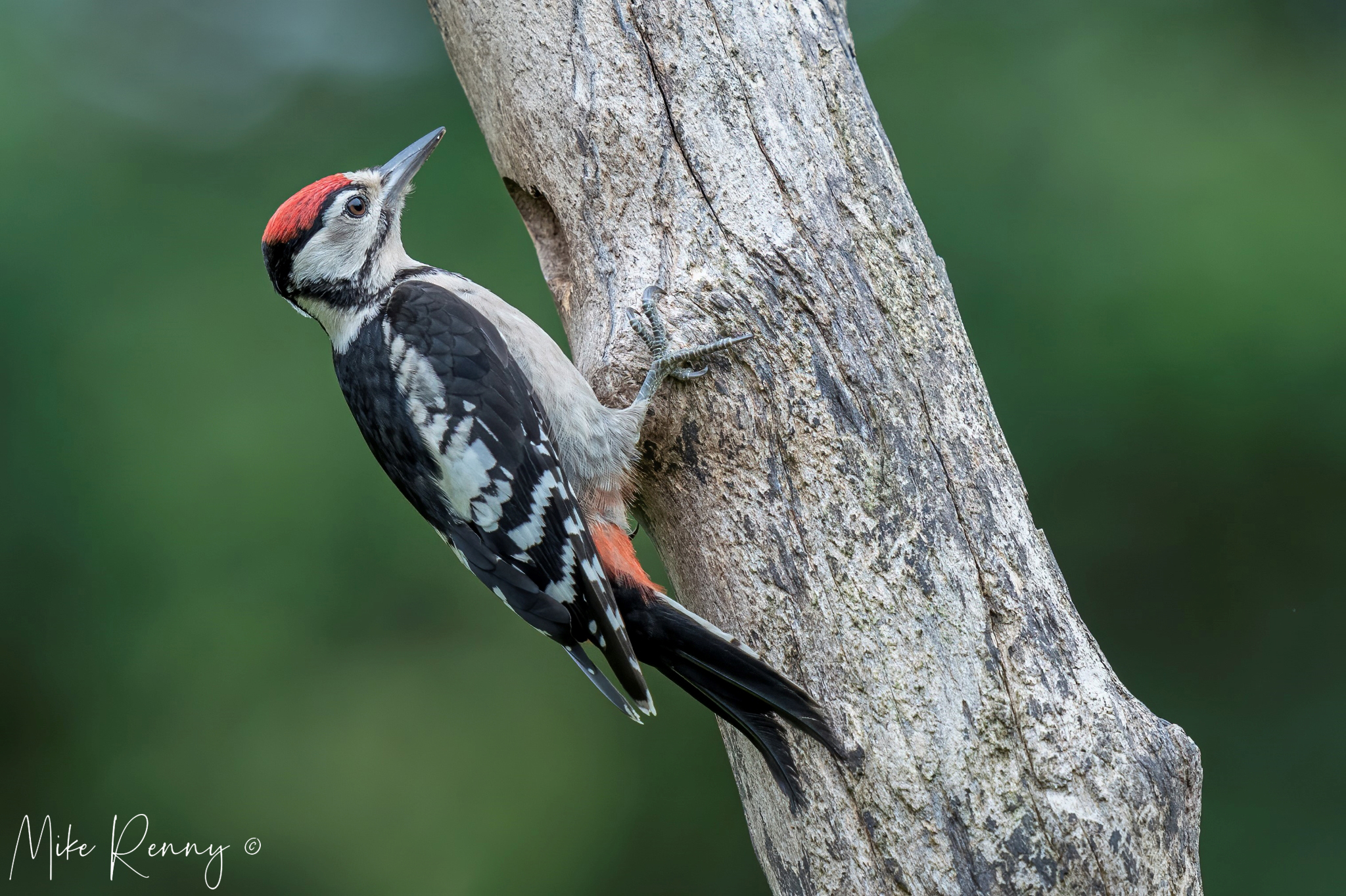 Juvenile Great Spotted Woodpecker