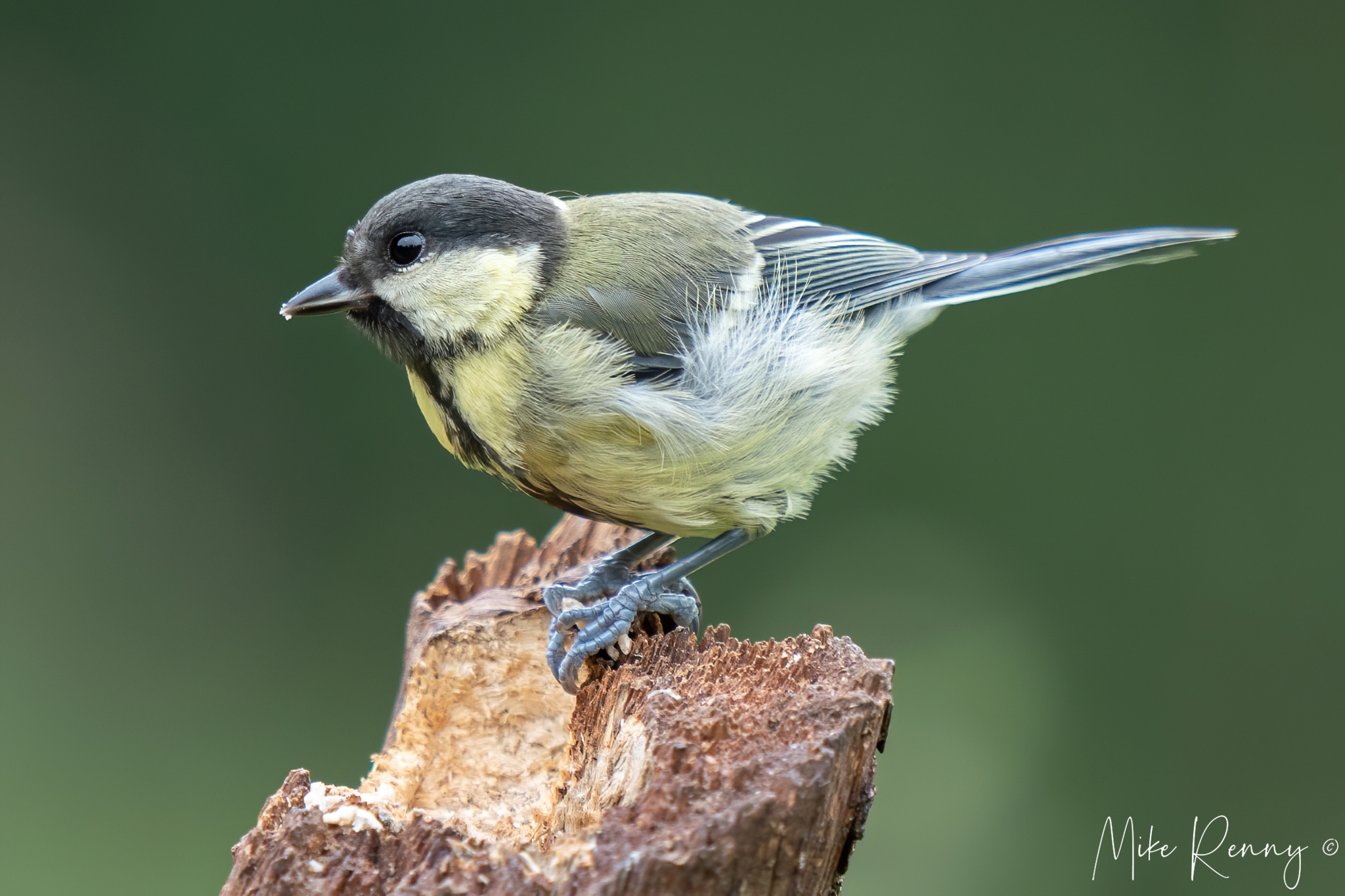 Juvenile Great Tit