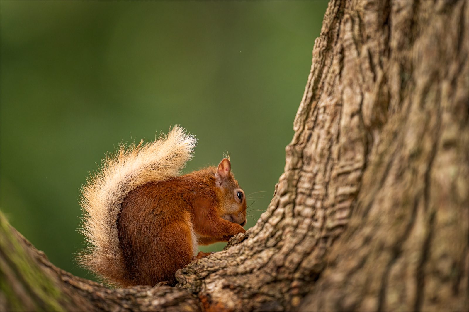 Juvenile Red Squirrel