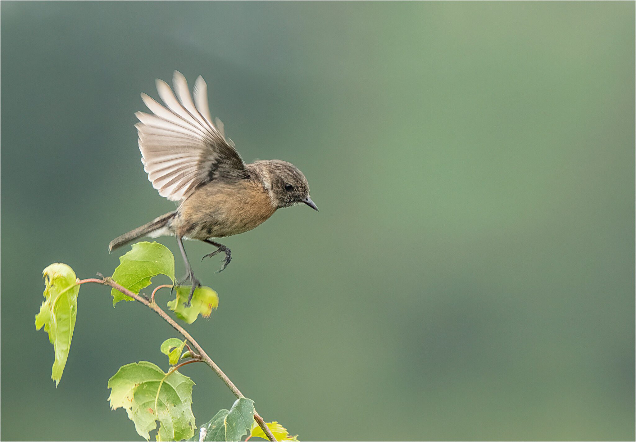 Juvenile Stonechat