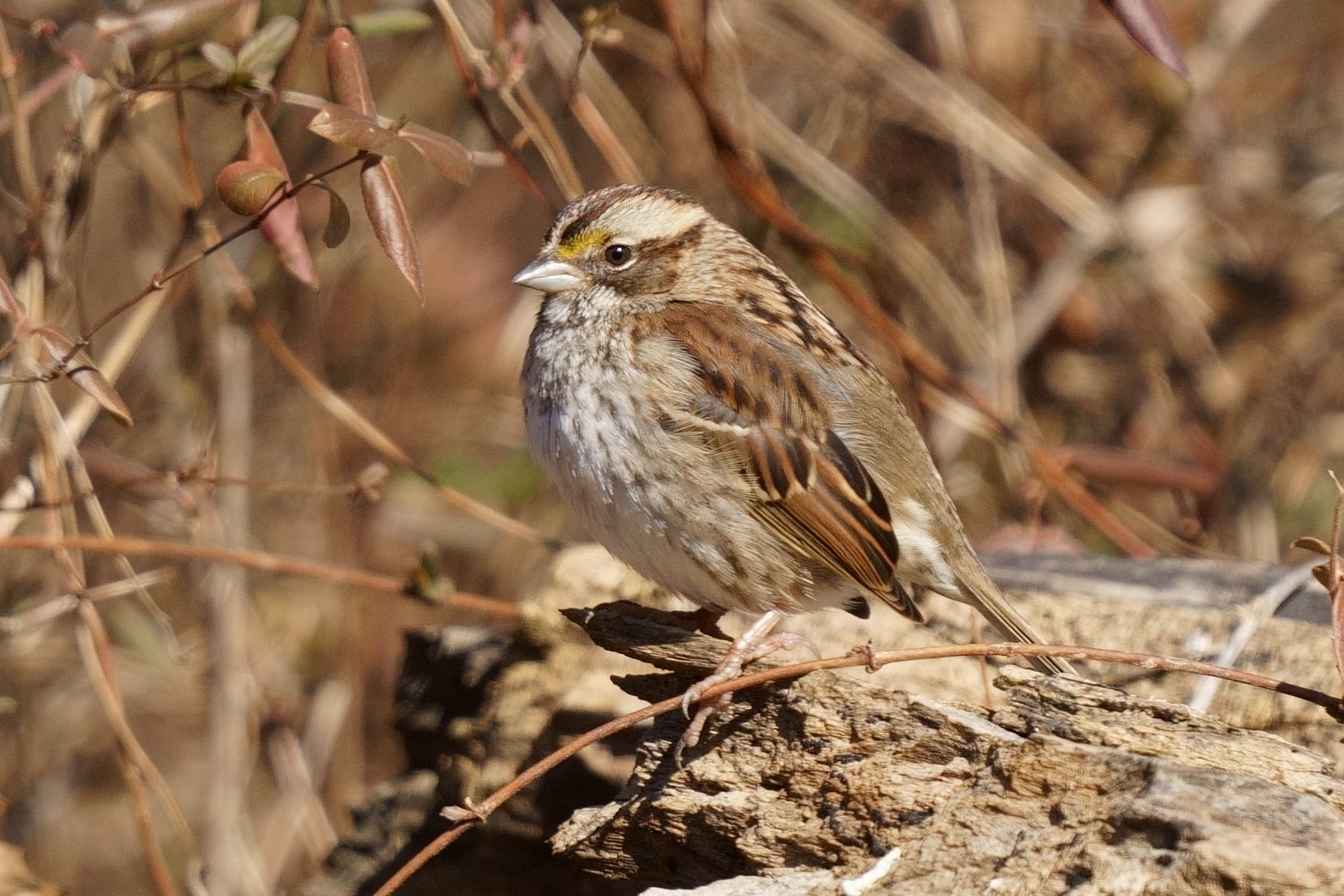 Juvenile White-throated sparrow