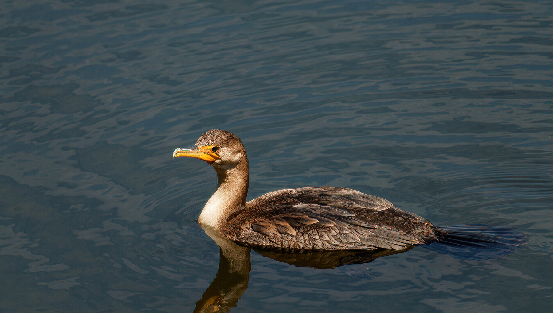 Juvie Cormorant Taking in the Sights.jpeg