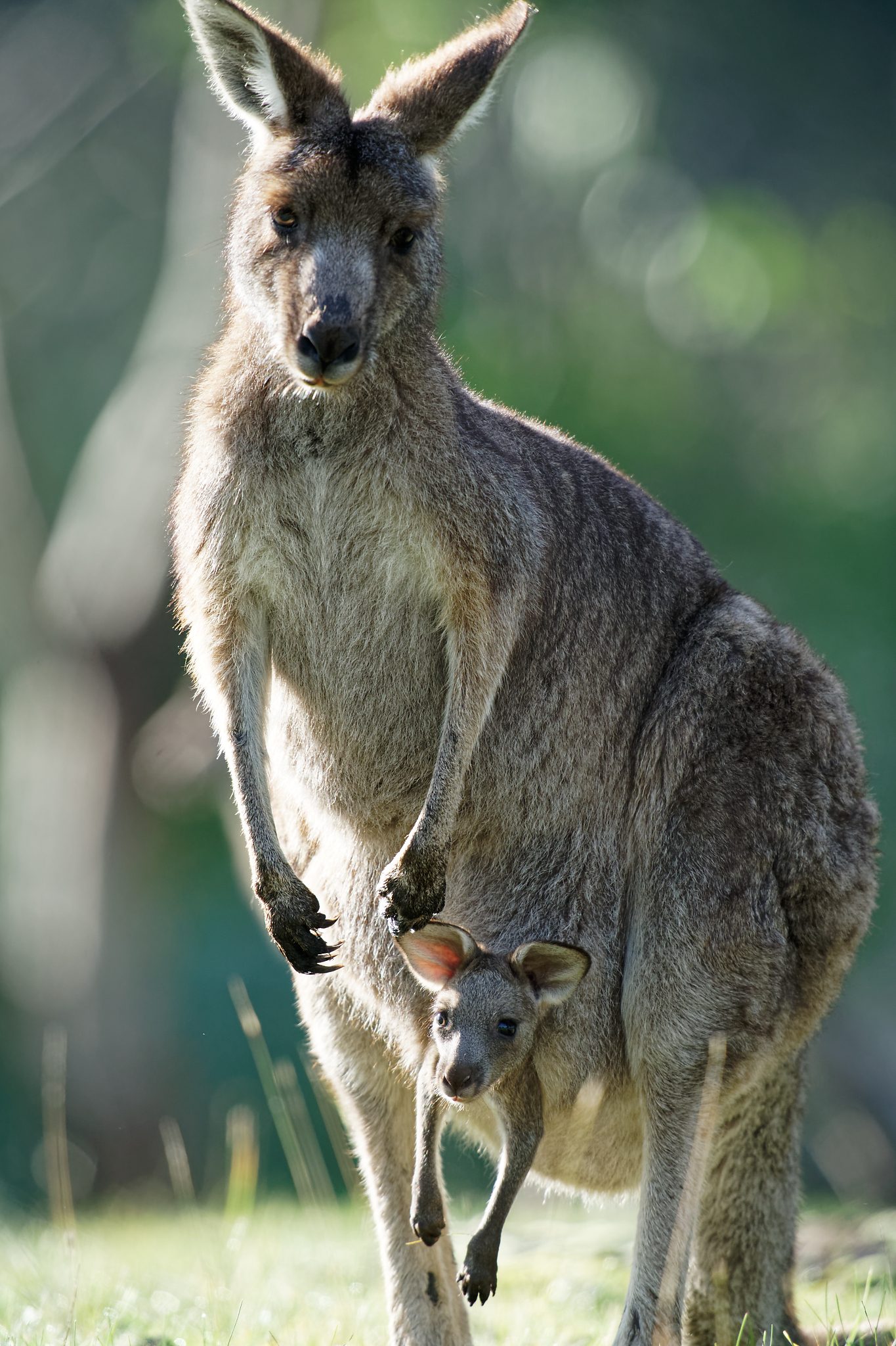 Kangaroo and joey (1).jpg