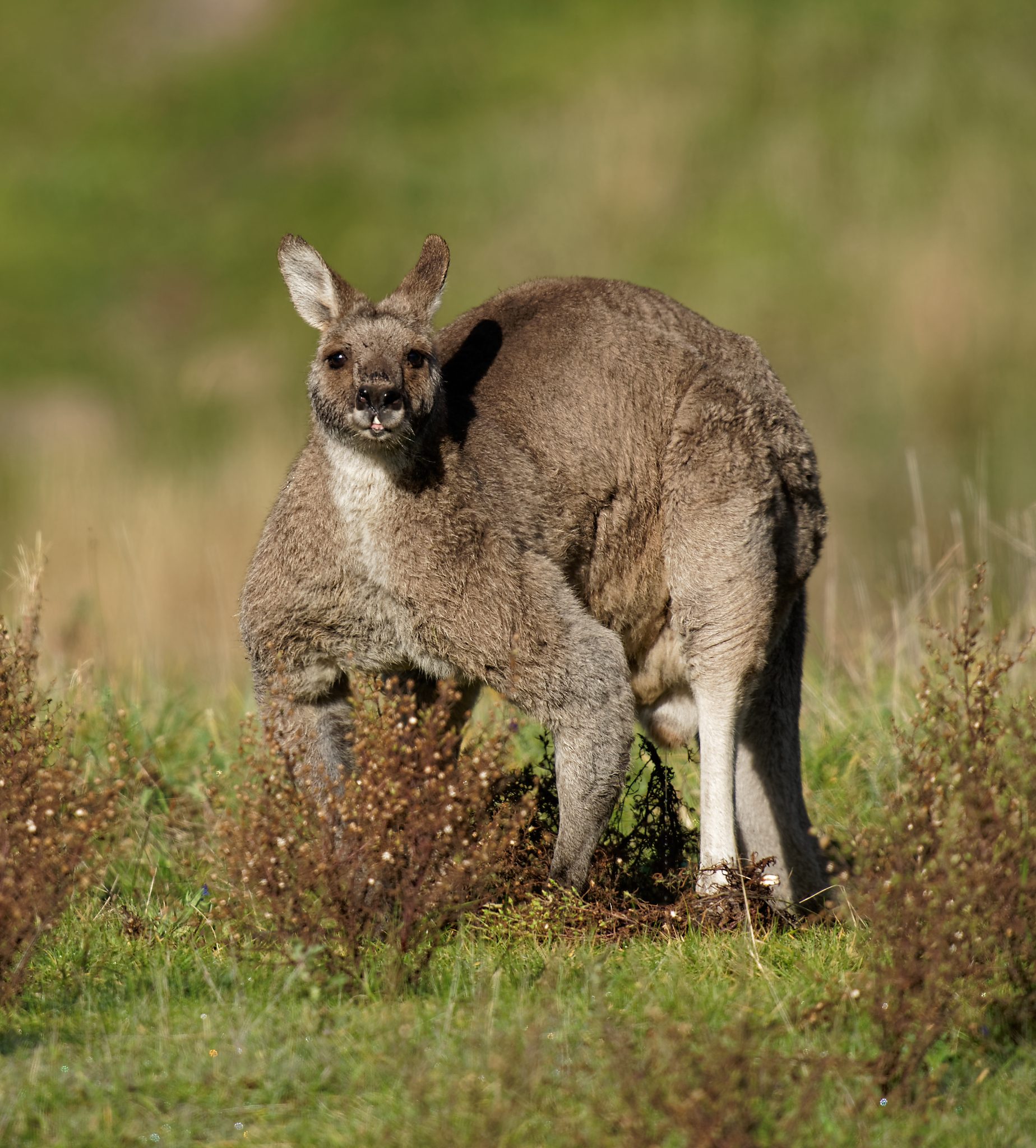 Kangaroo fight (1).jpg