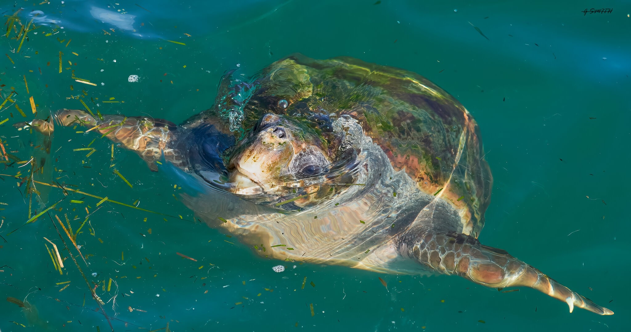 kefalonia loggerhead turle  2022 rhodes.jpg