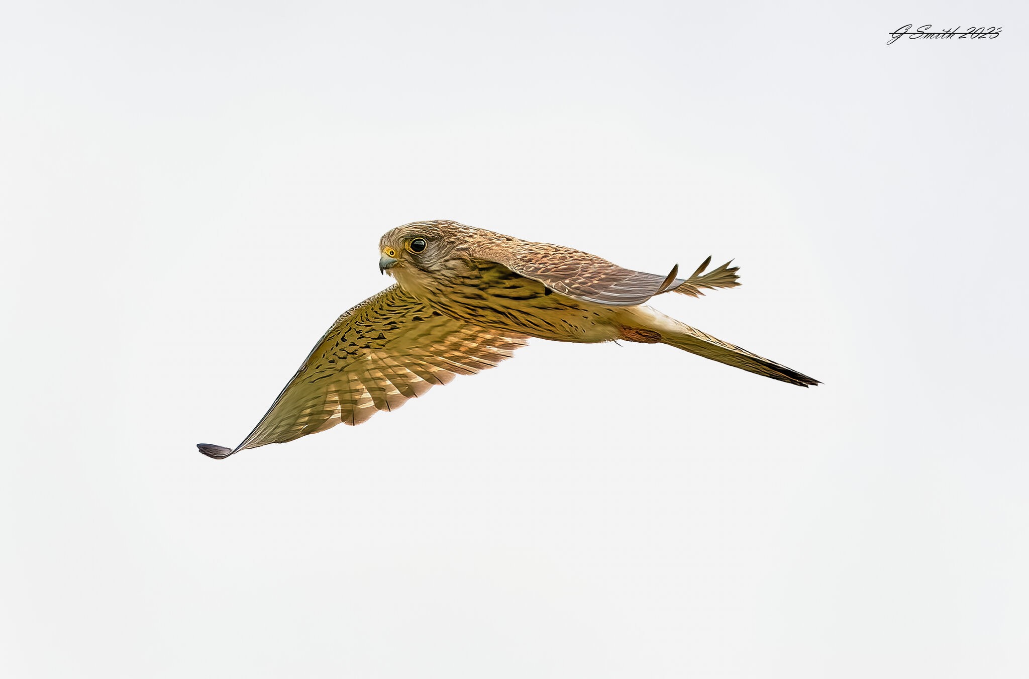 kestrel 2023 387.jpg