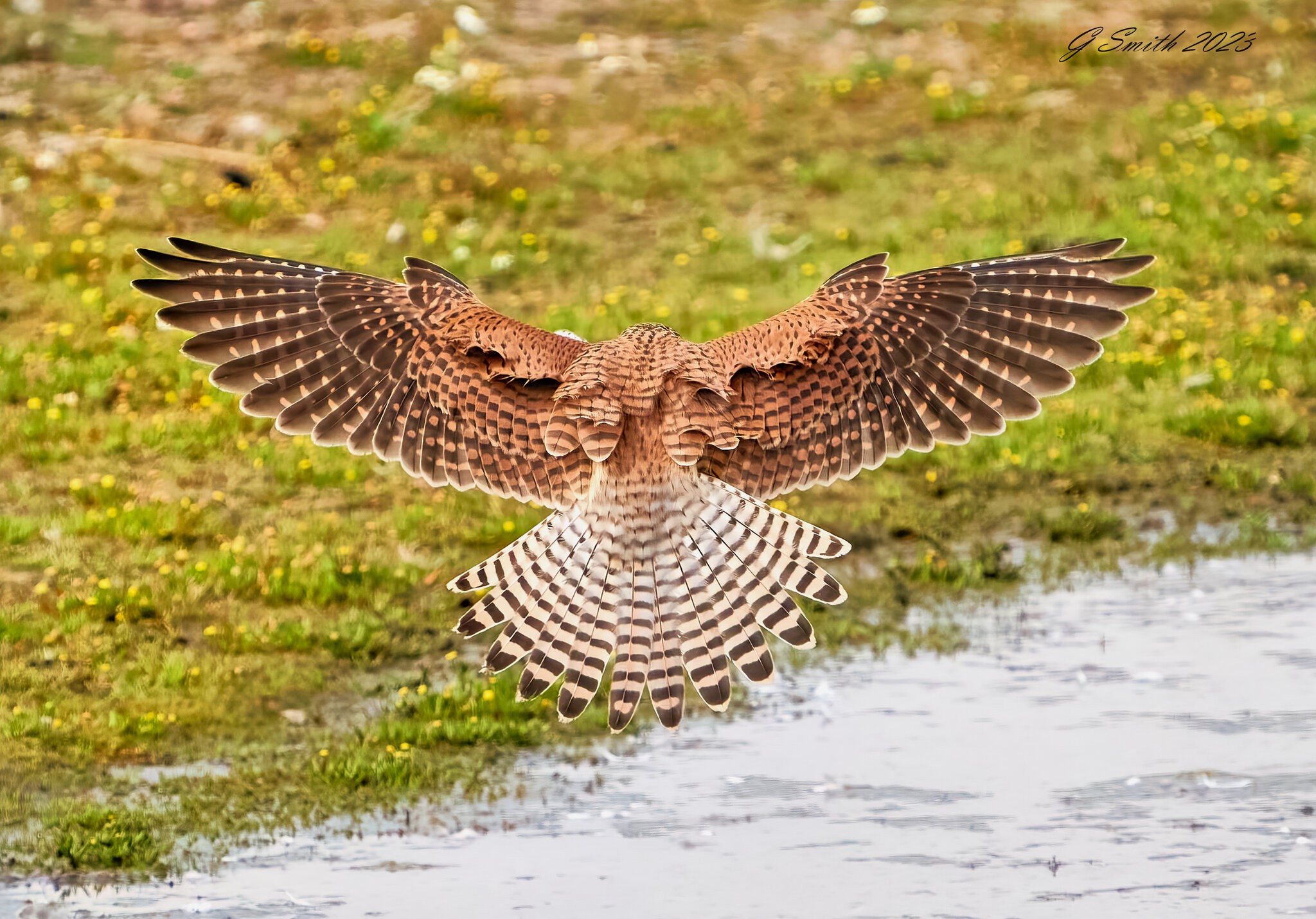 kestrel 2023 (39).jpg