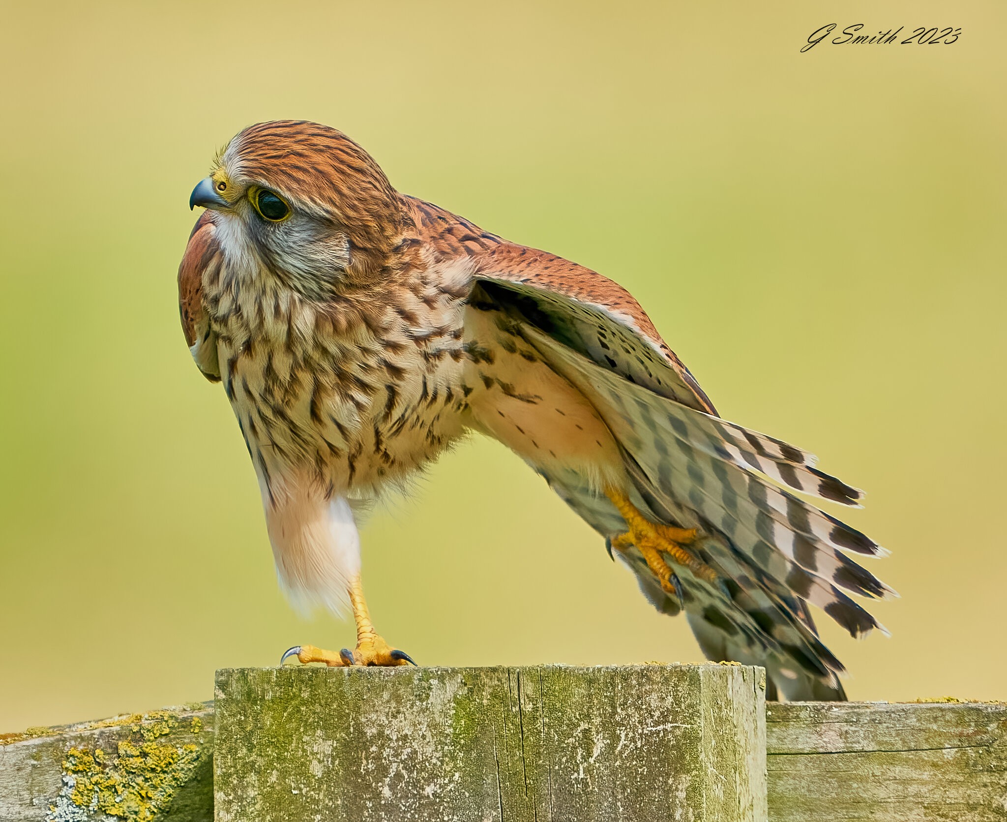 kestrel 2023 471.jpg