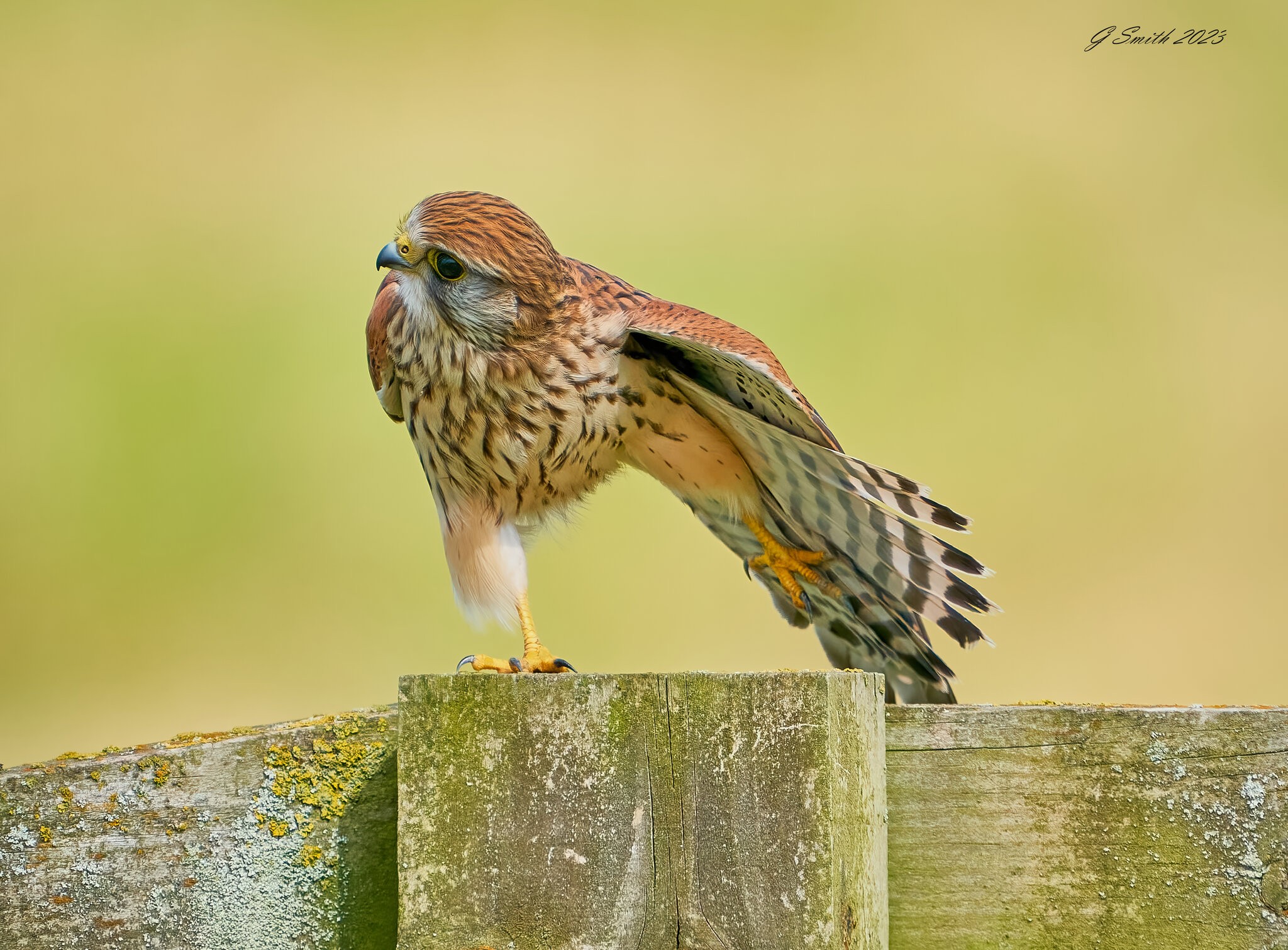 kestrel 2023 472.jpg