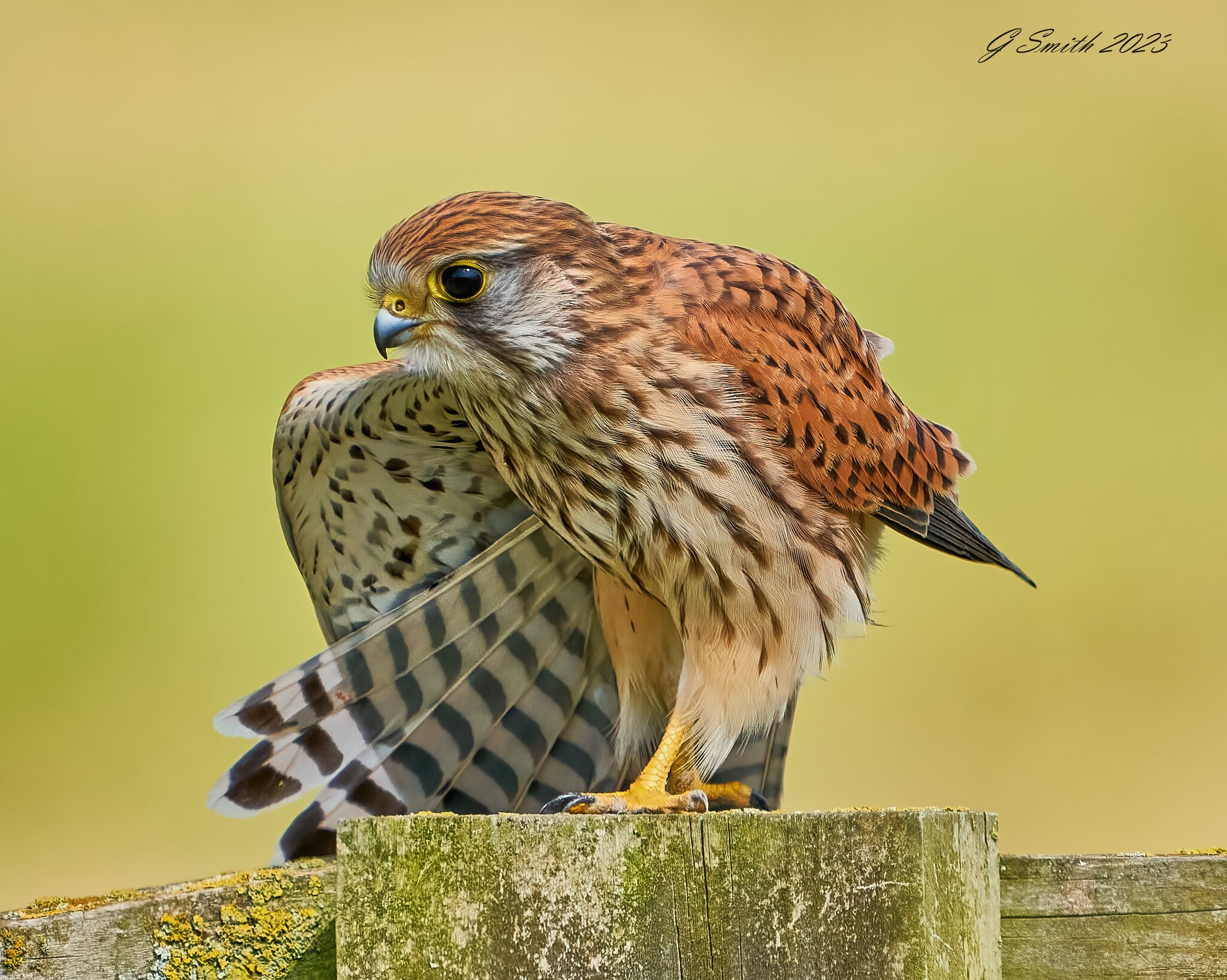 kestrel 2023 475.jpg