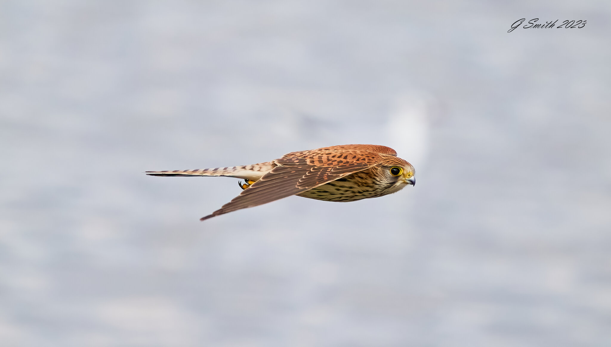 kestrel 2023 481.jpg