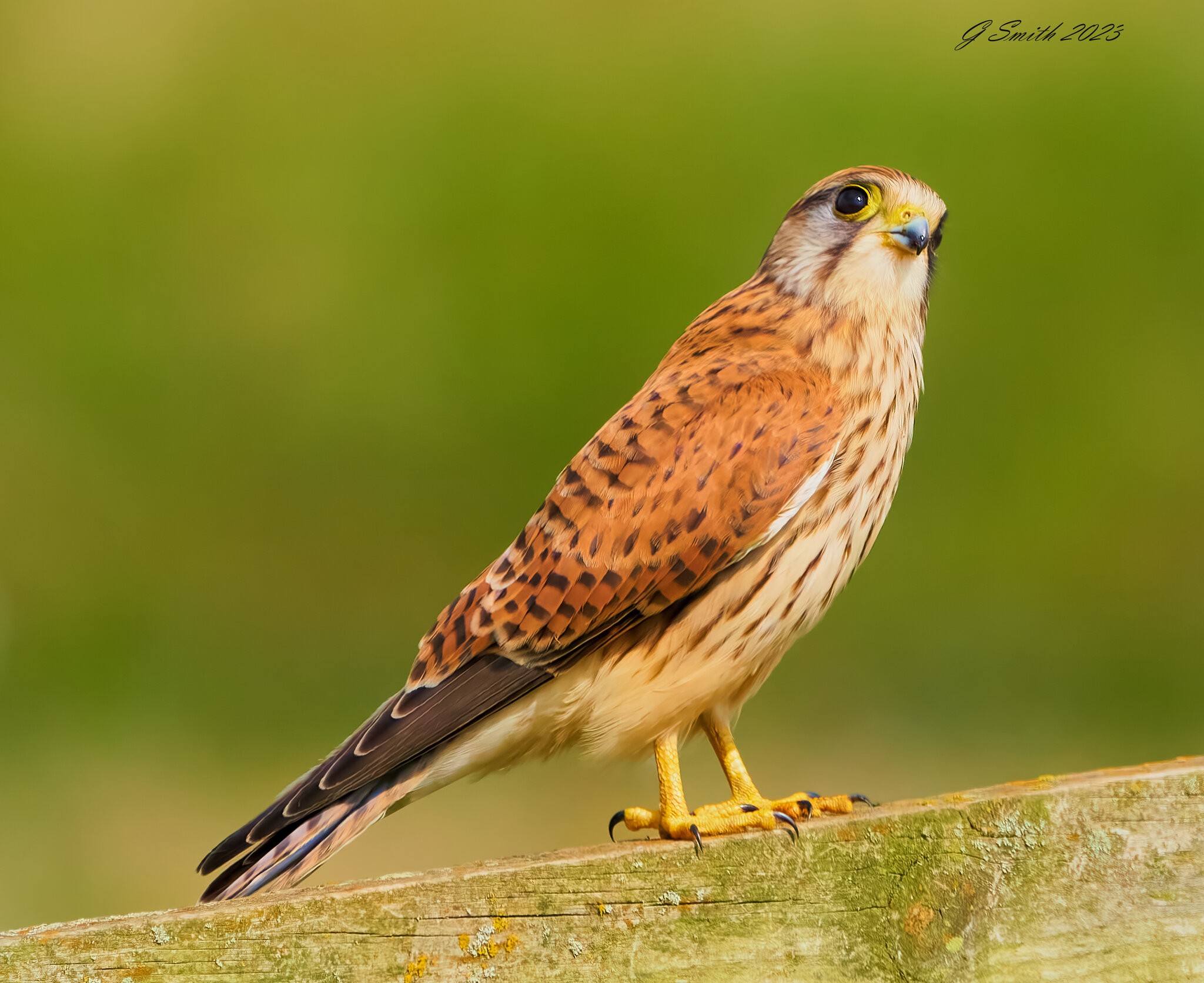 kestrel 2023 526.jpg