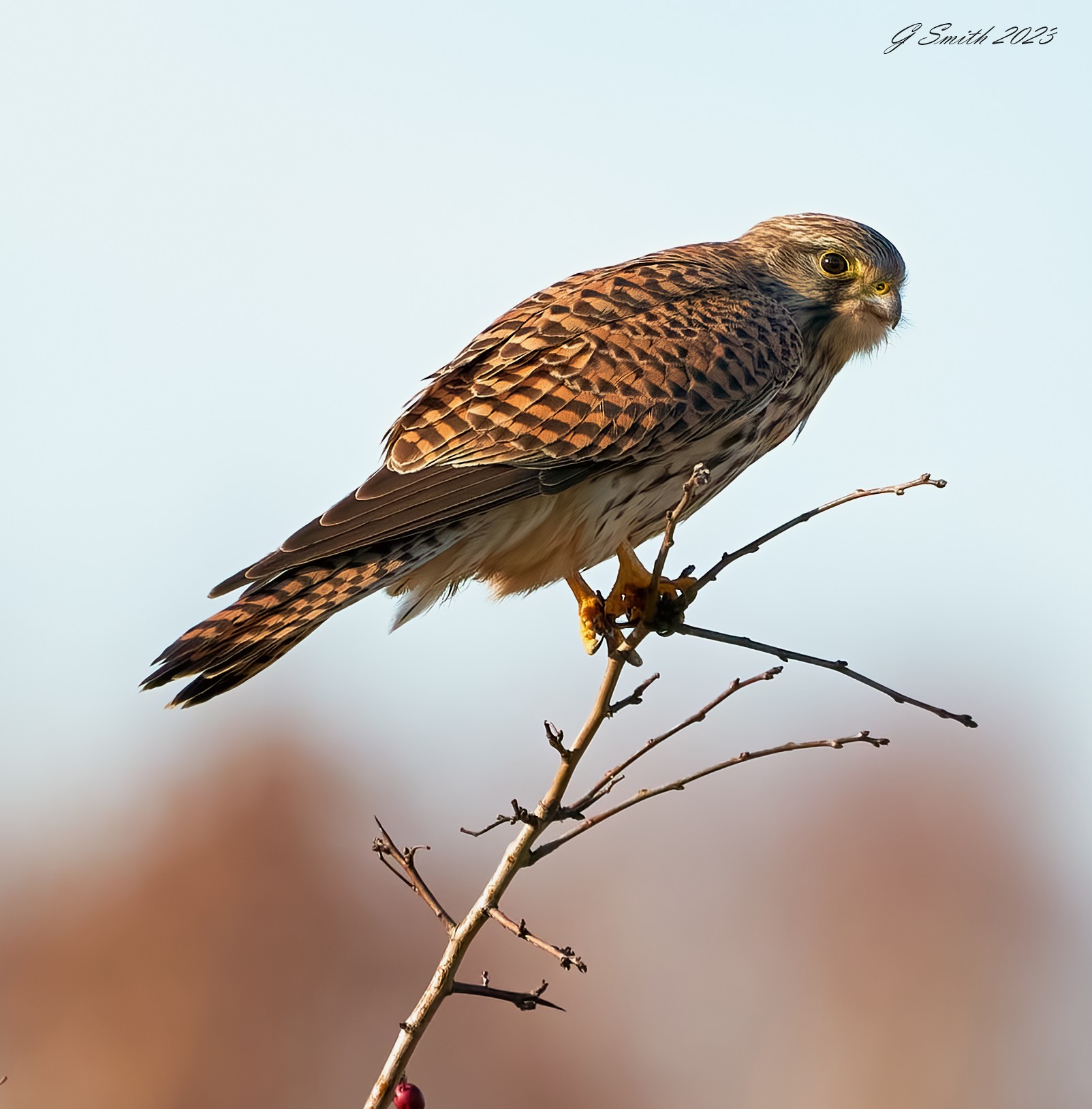 kestrel 2023 580.jpg