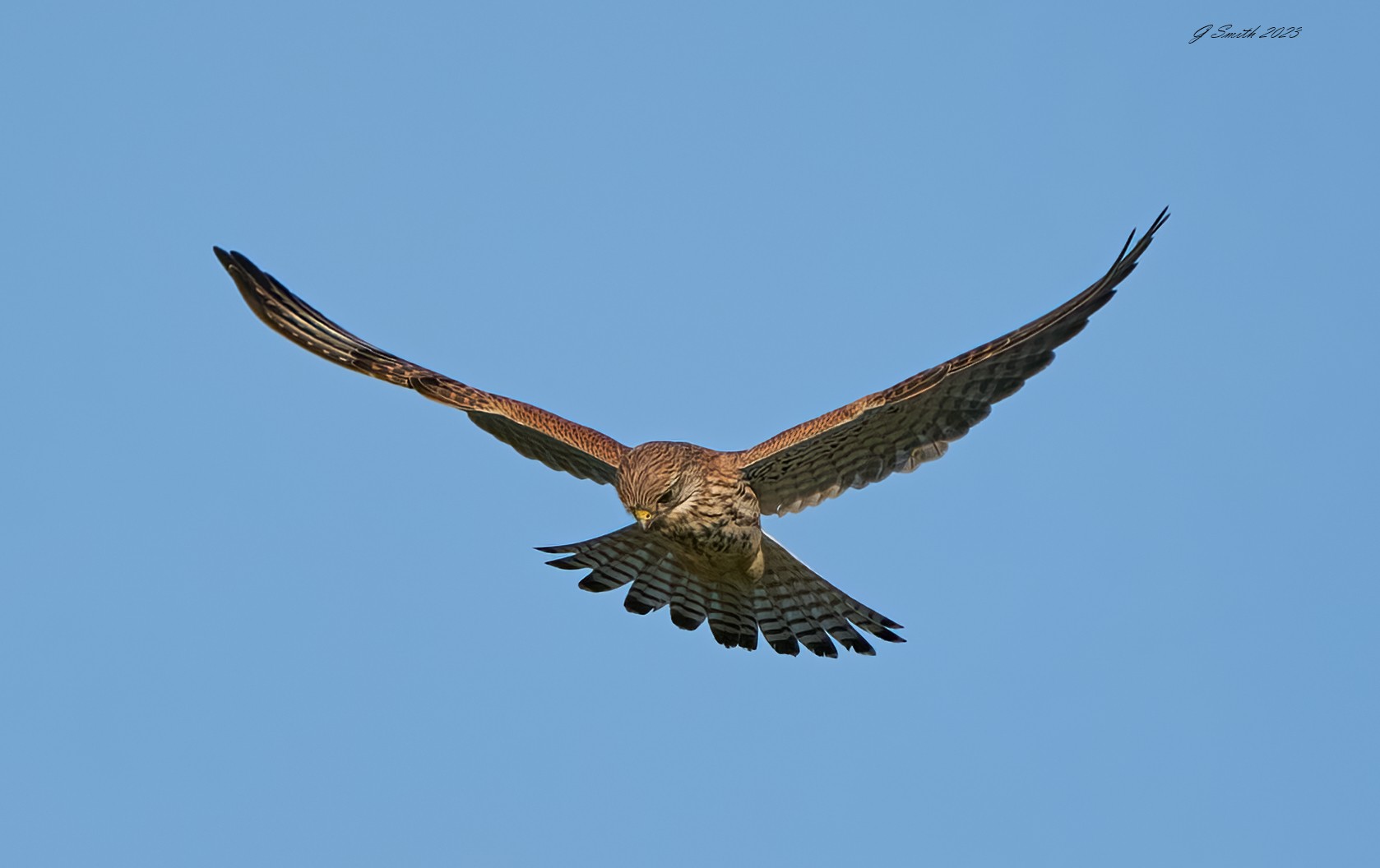 kestrel 2023 608.jpg