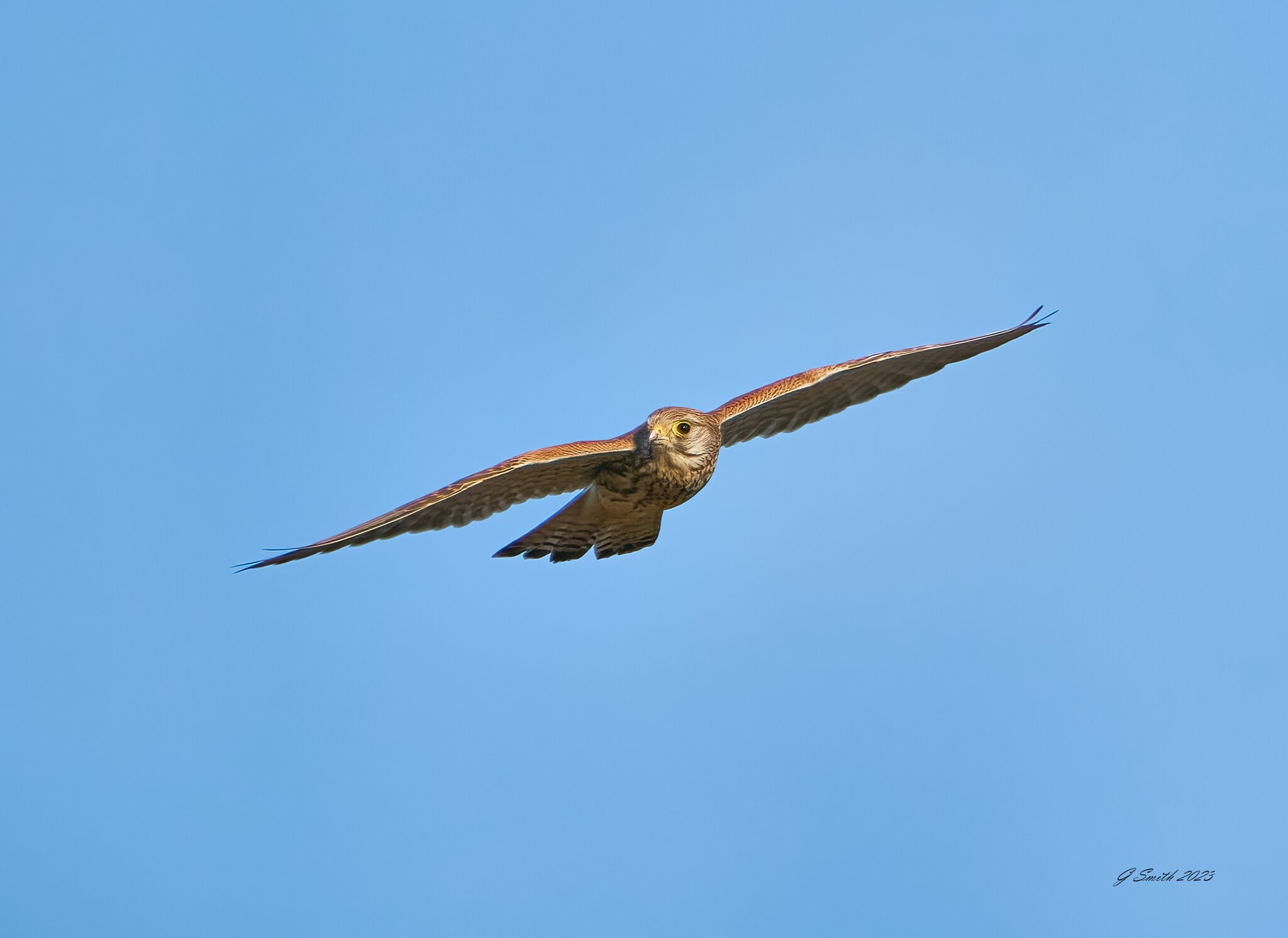 kestrel 2023 620.jpg