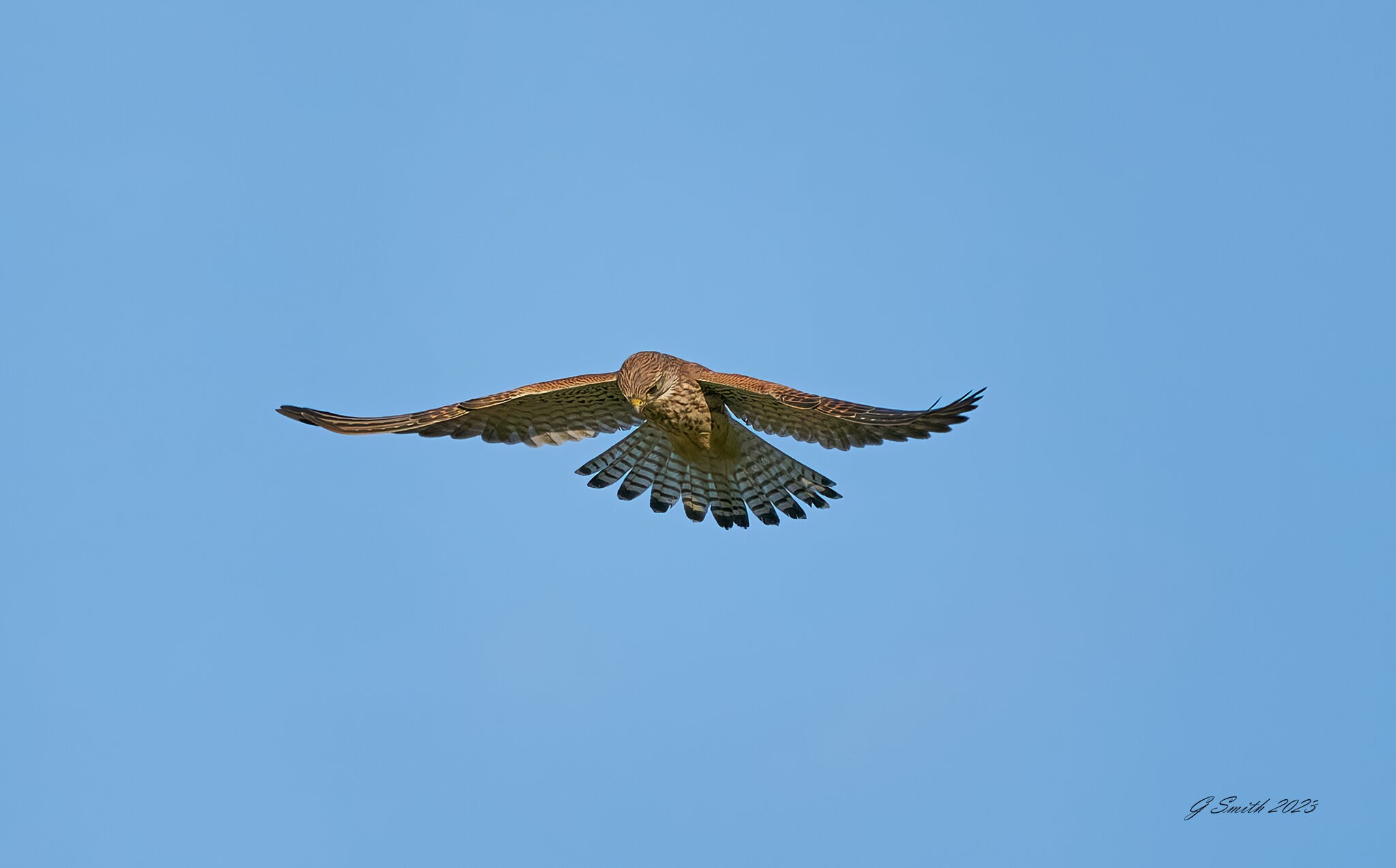 kestrel 2023 622.jpg