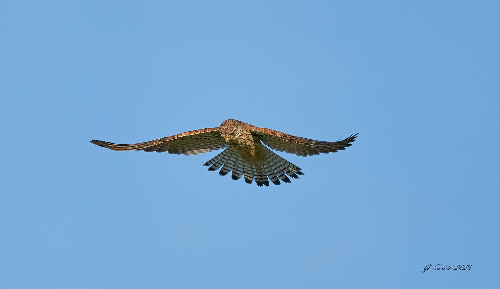 kestrel 2023 623.jpg