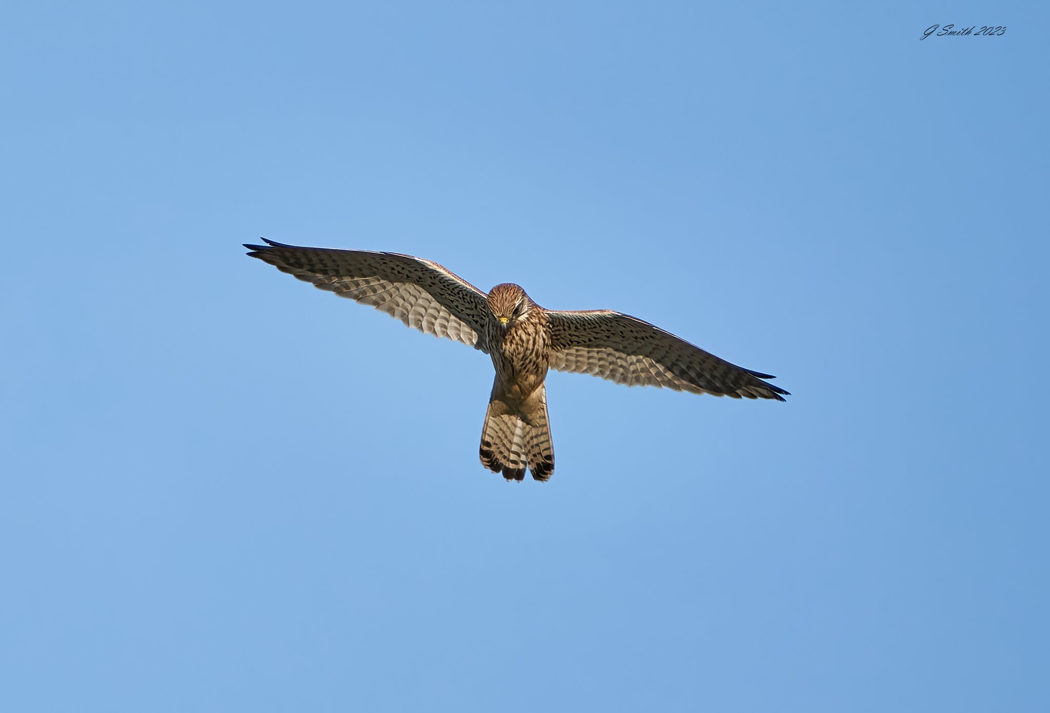 kestrel 2023 628.jpg