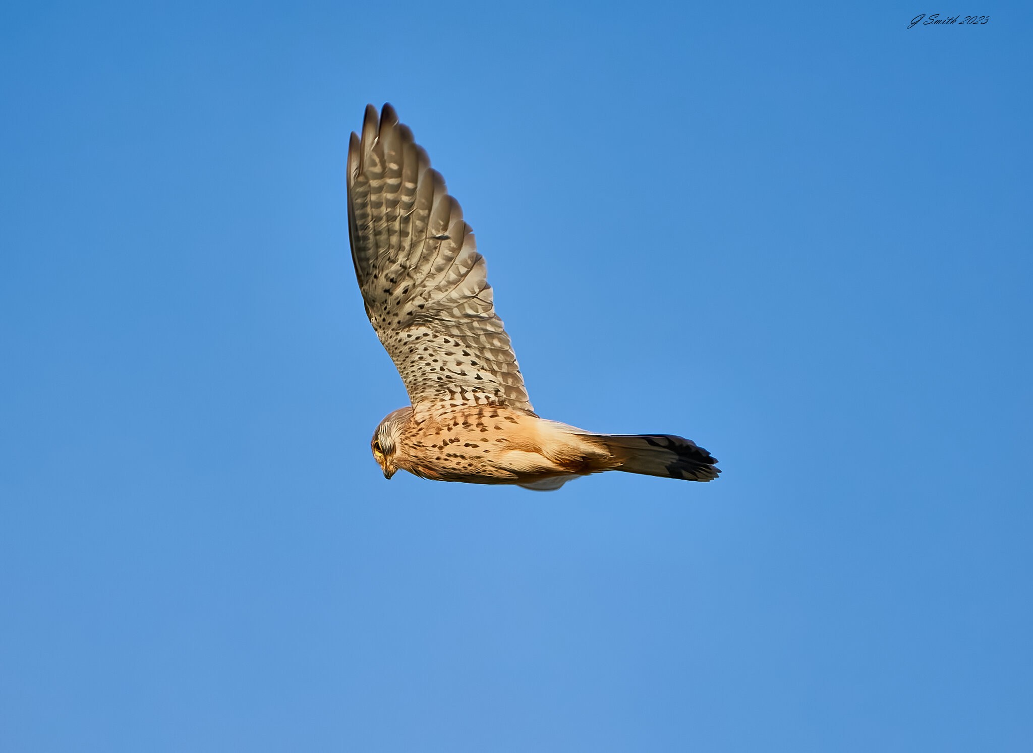 kestrel 2023 649.jpg