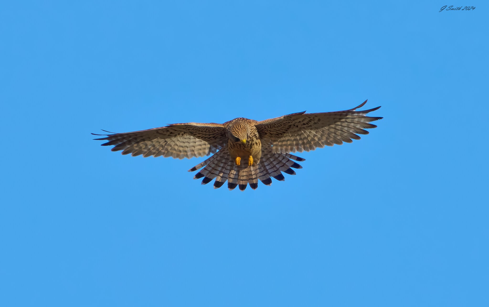 kestrel 2024 37.jpg