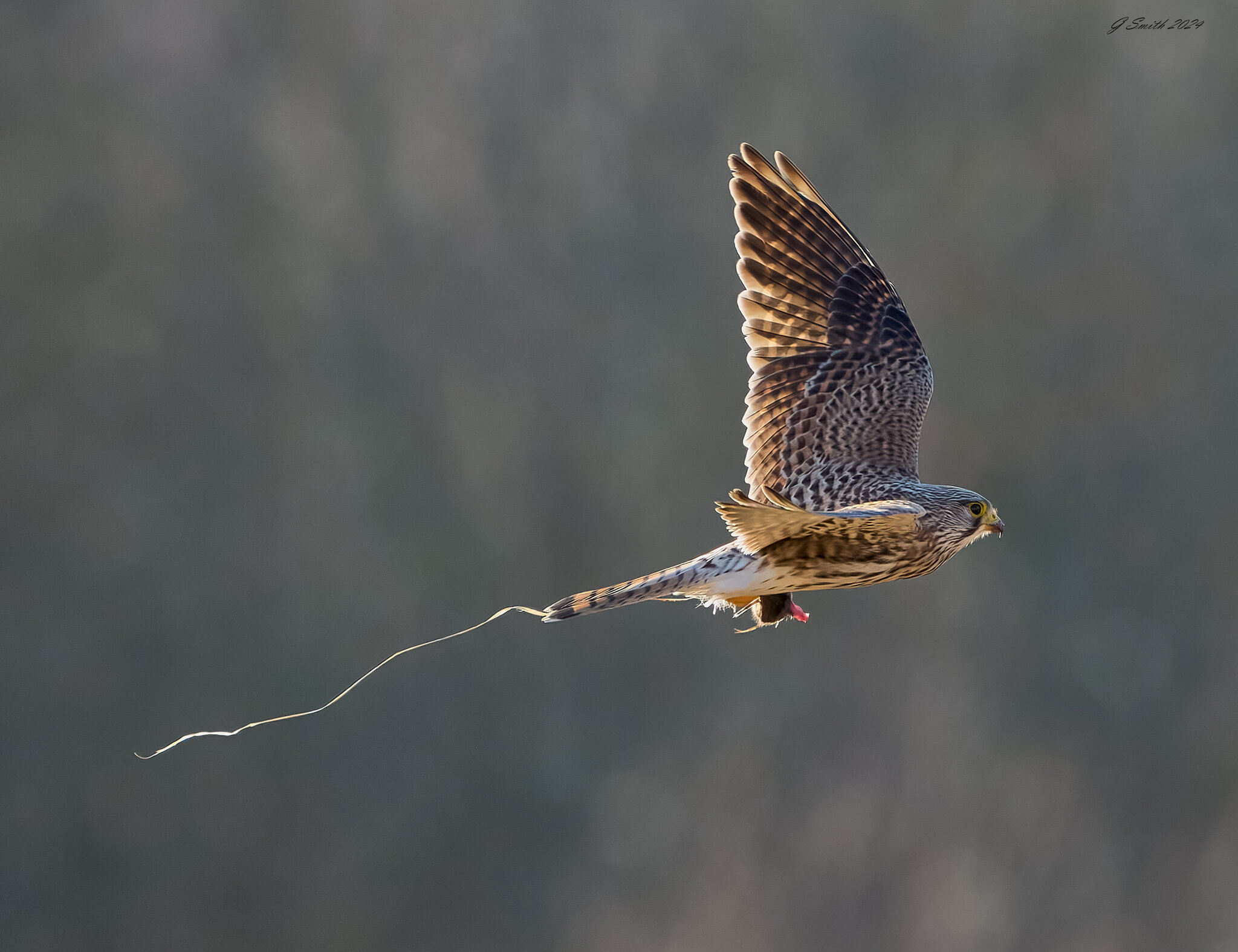 kestrel 2024 61.jpg